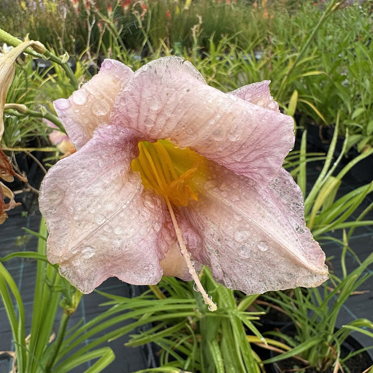 Hemerocallis 'Catherine Woodbury'