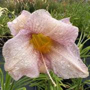 Hemerocallis 'Catherine Woodbury'
