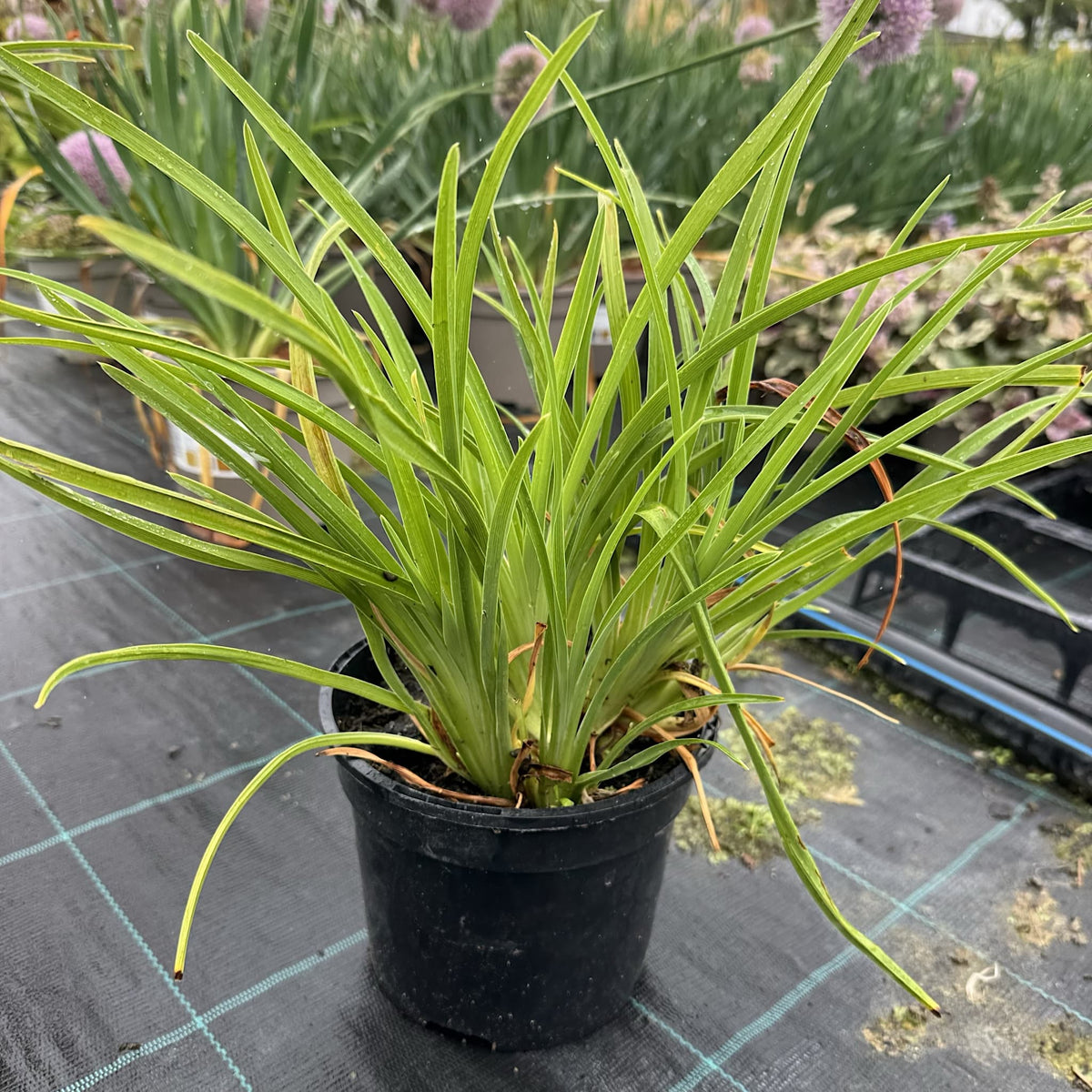 Hemerocallis 'Catherine Woodbury'