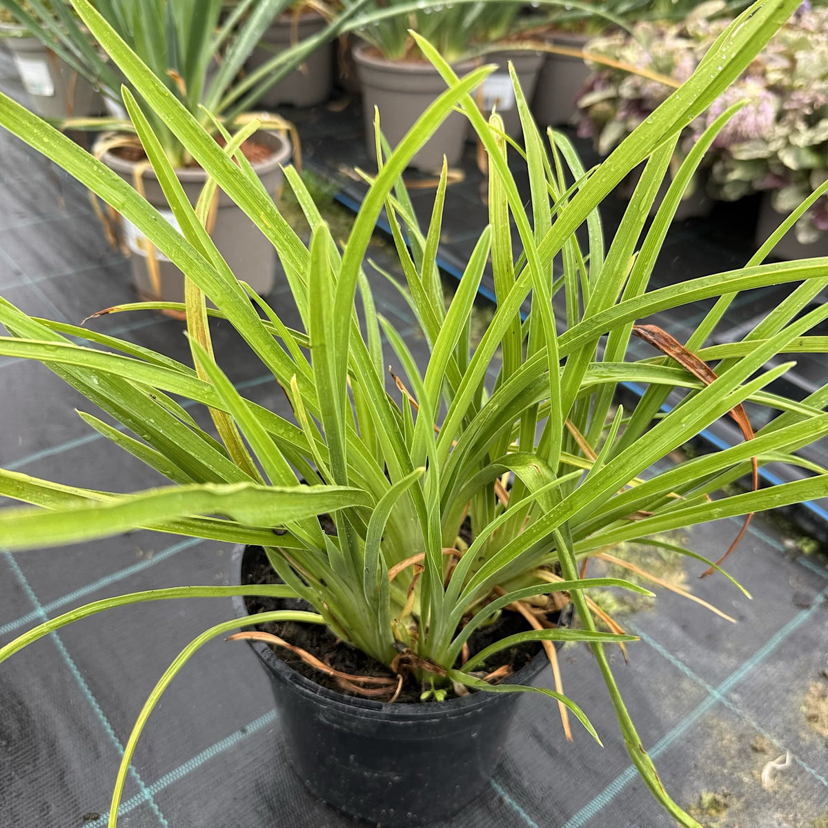 Hemerocallis 'Catherine Woodbury'