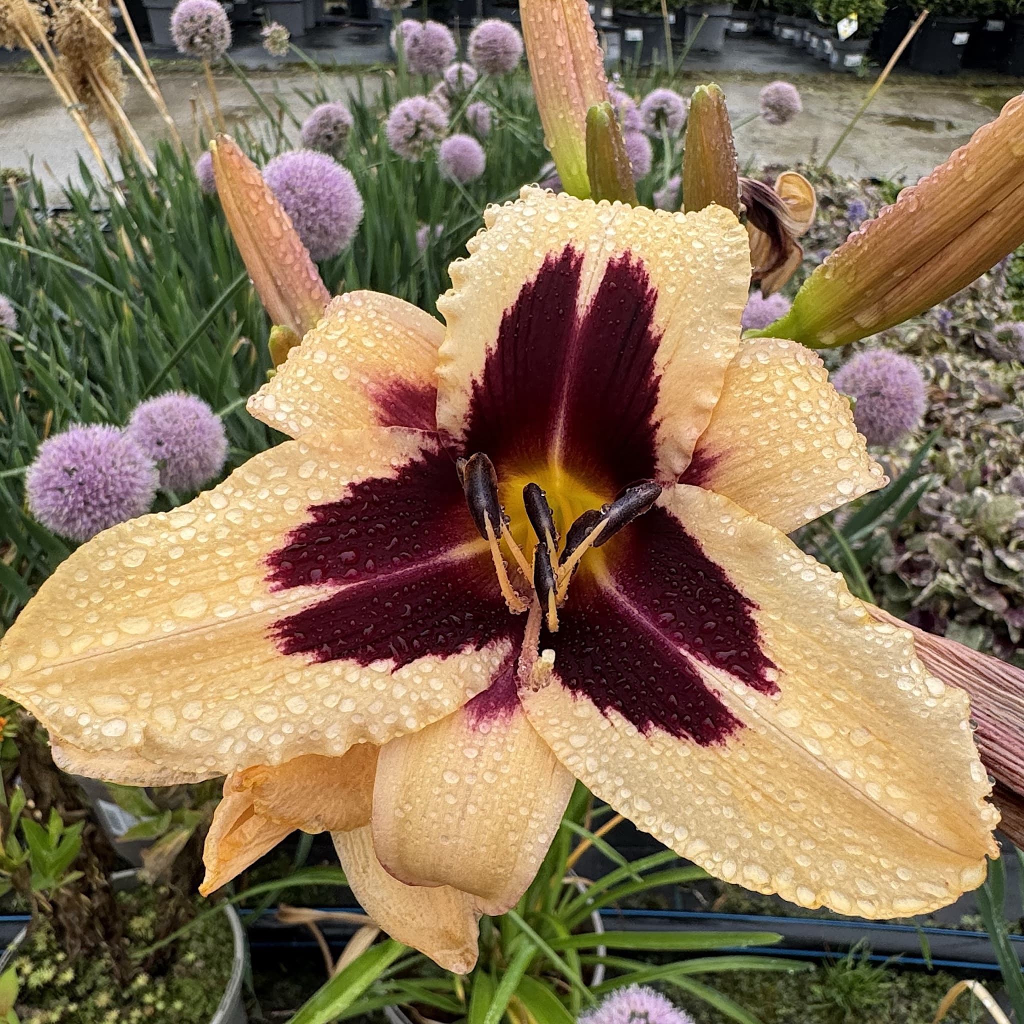 Hemerocallis 'Arabian Magic'