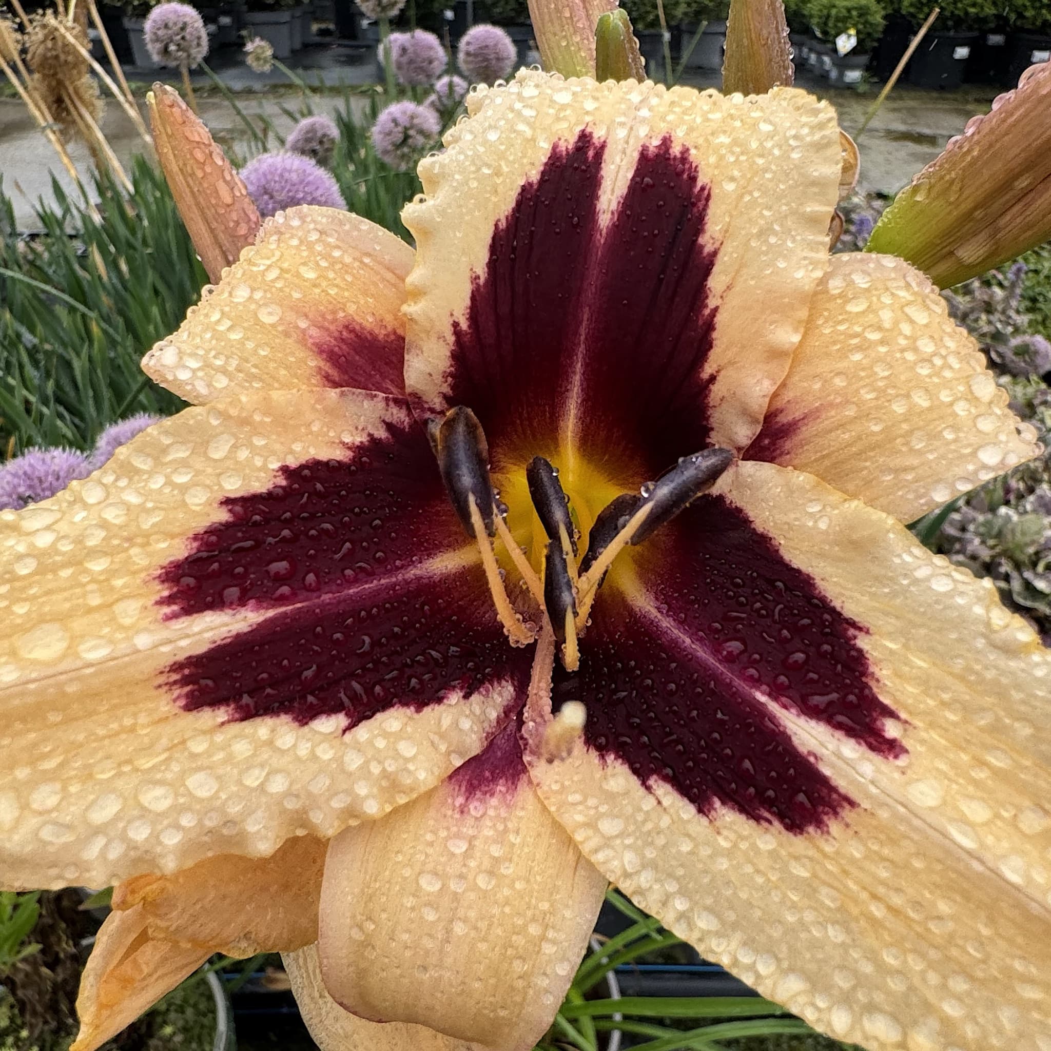 Hemerocallis 'Arabian Magic'