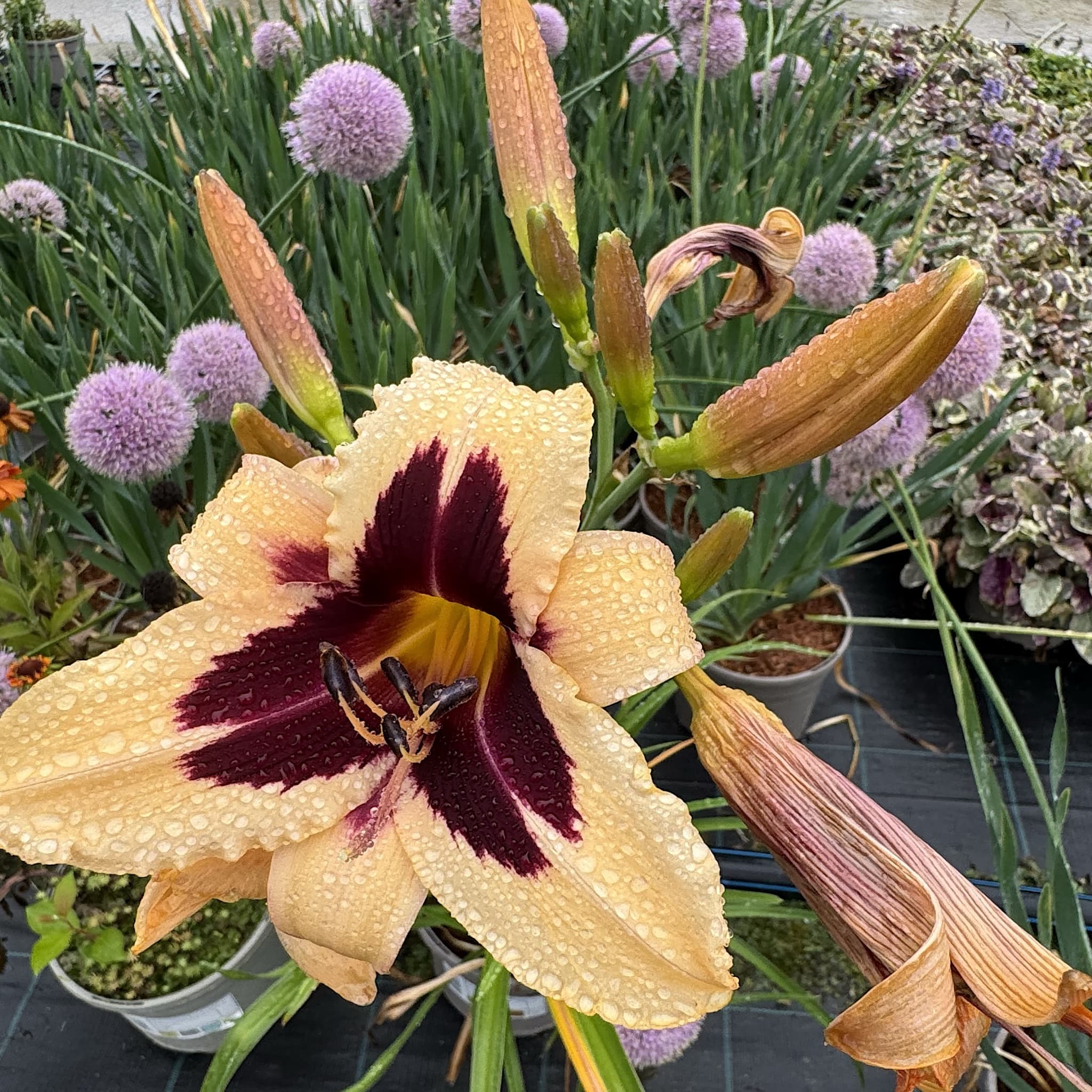 Hemerocallis 'Arabian Magic'
