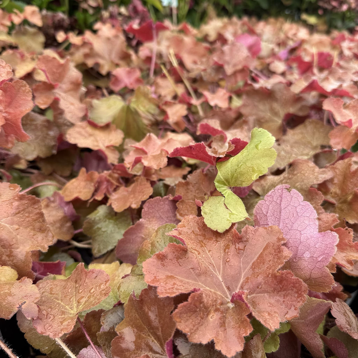 Heuchera 'Caramel'