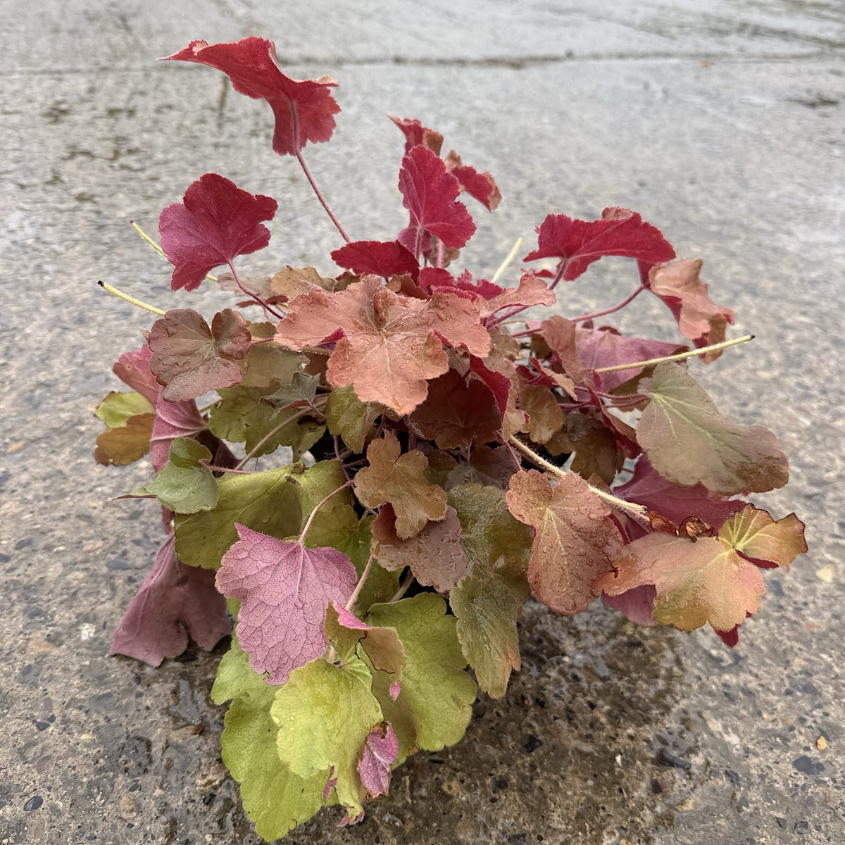 Heuchera 'Caramel'