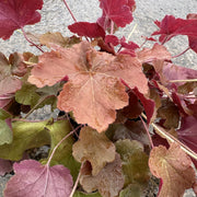 Heuchera 'Caramel'
