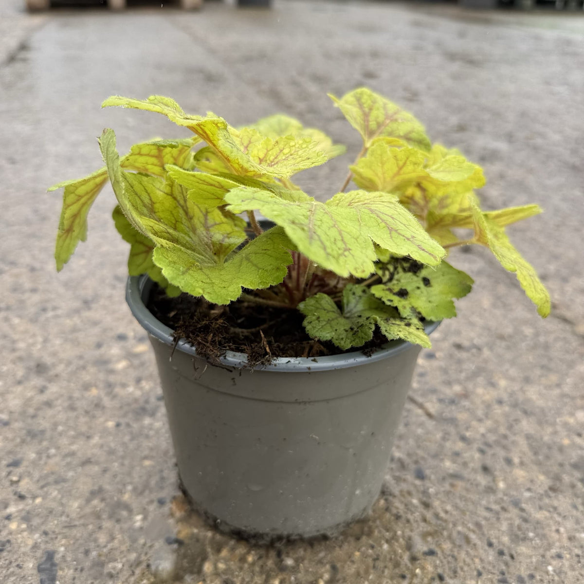 Heuchera 'Electra'