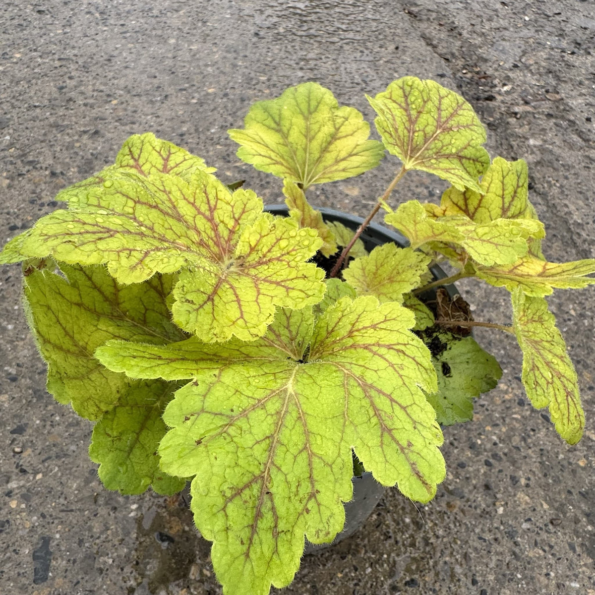 Heuchera 'Electra'