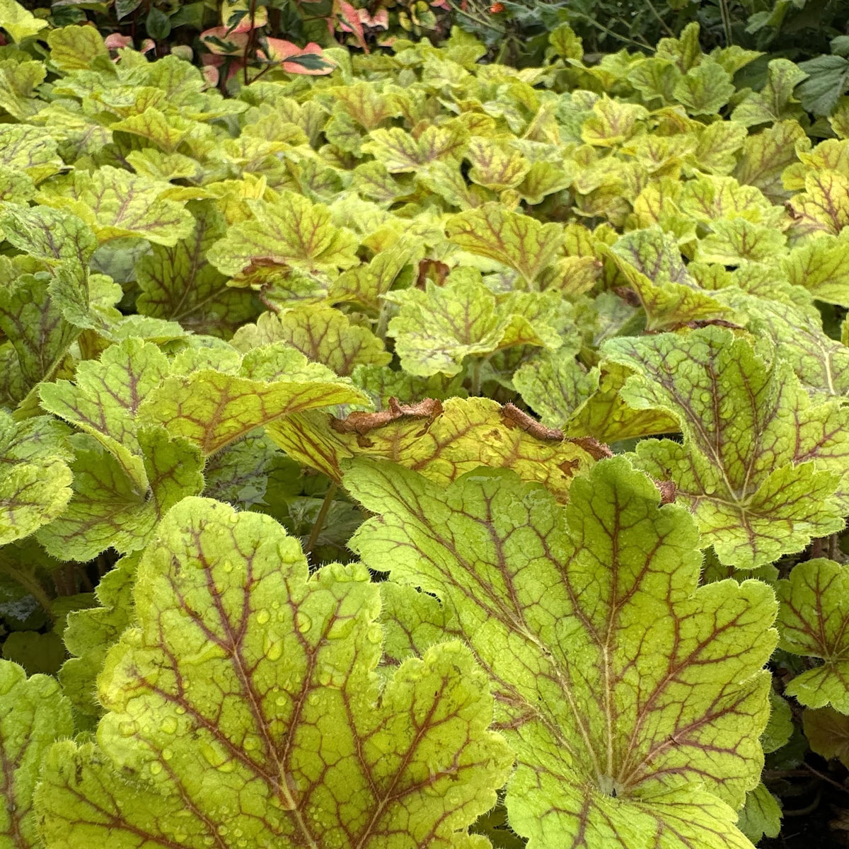 Heuchera 'Electra'