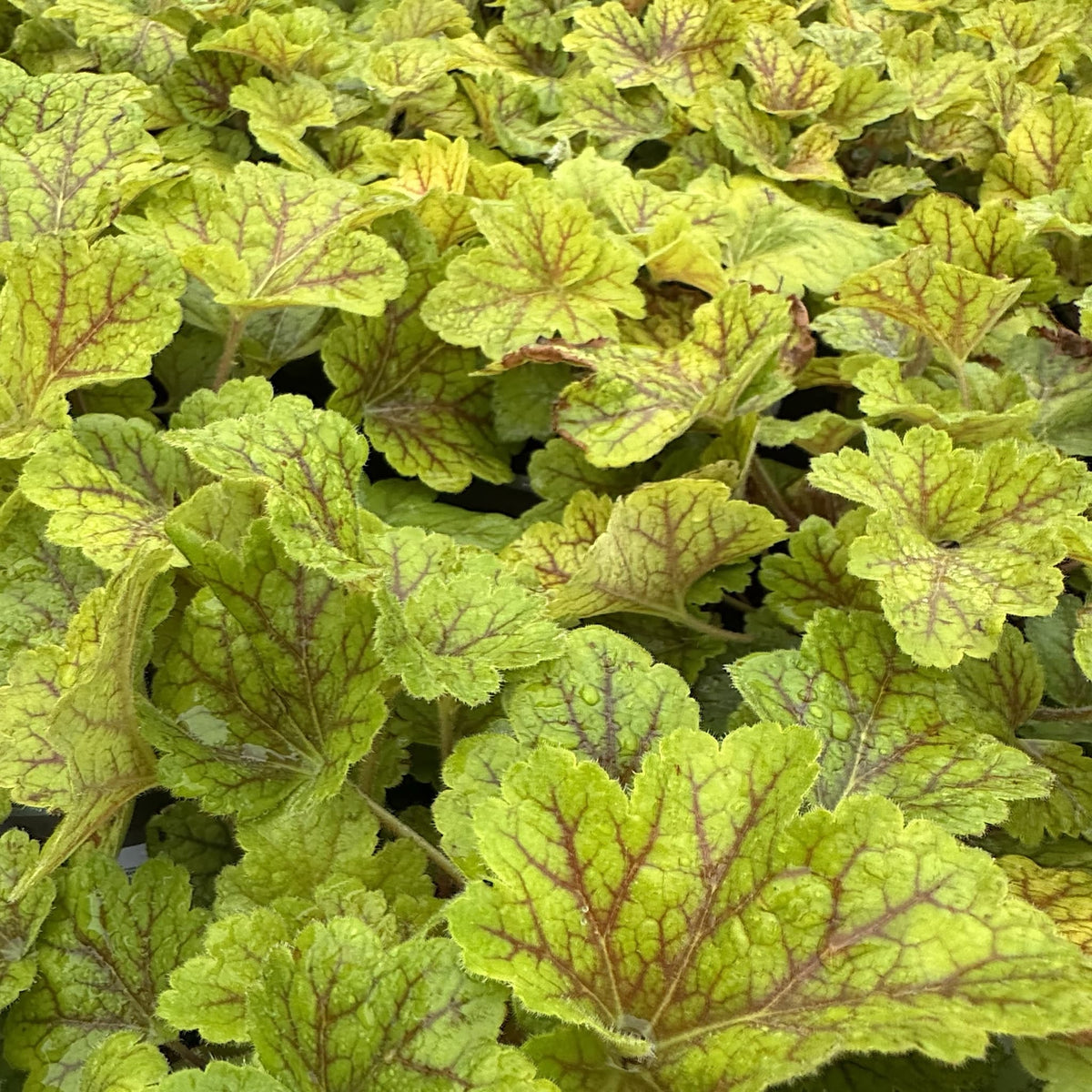Heuchera 'Electra'