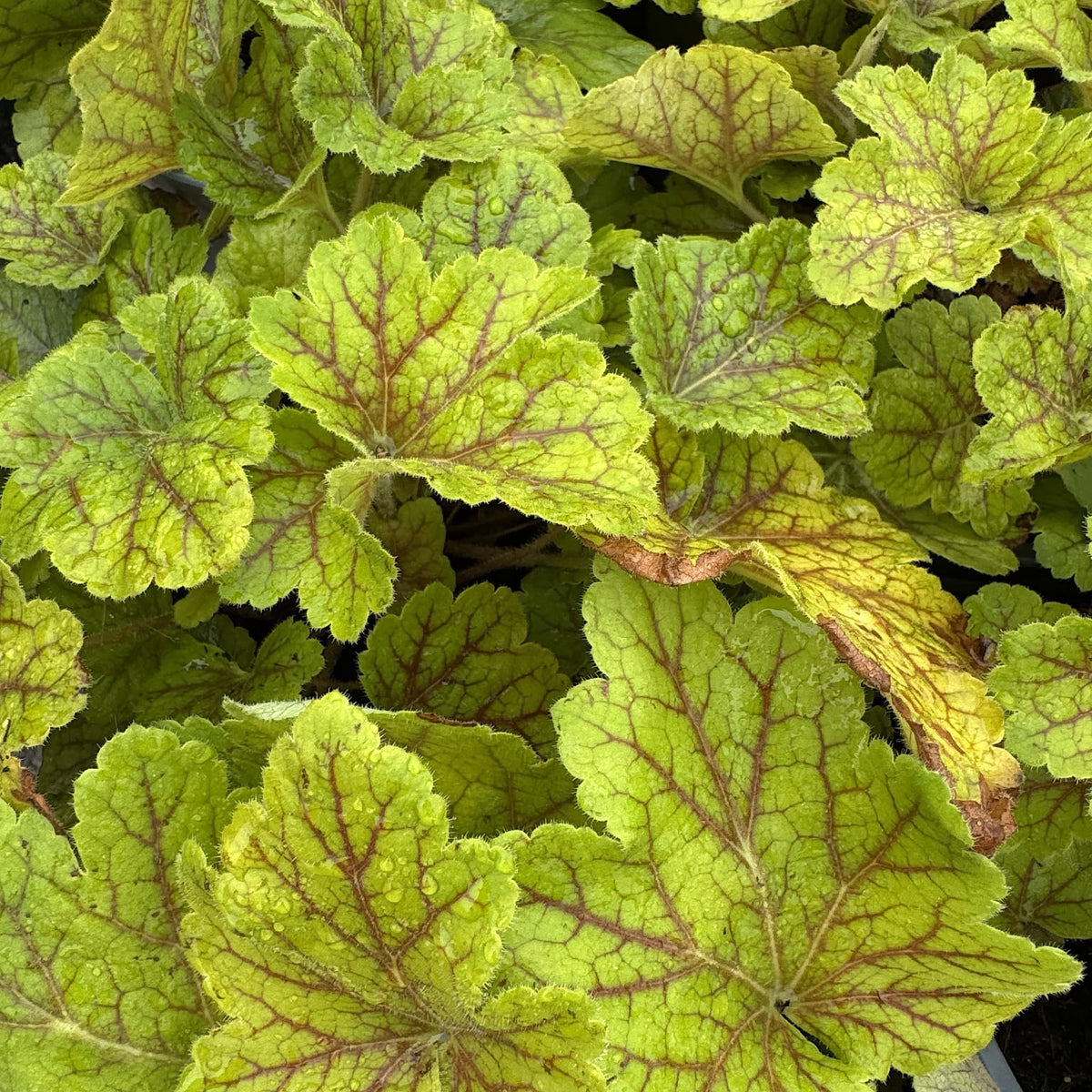 Heuchera 'Electra'