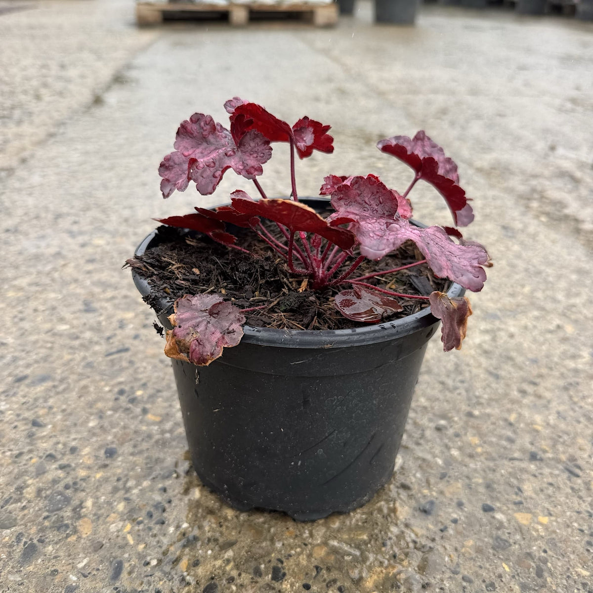 Heuchera 'Fire Chief'