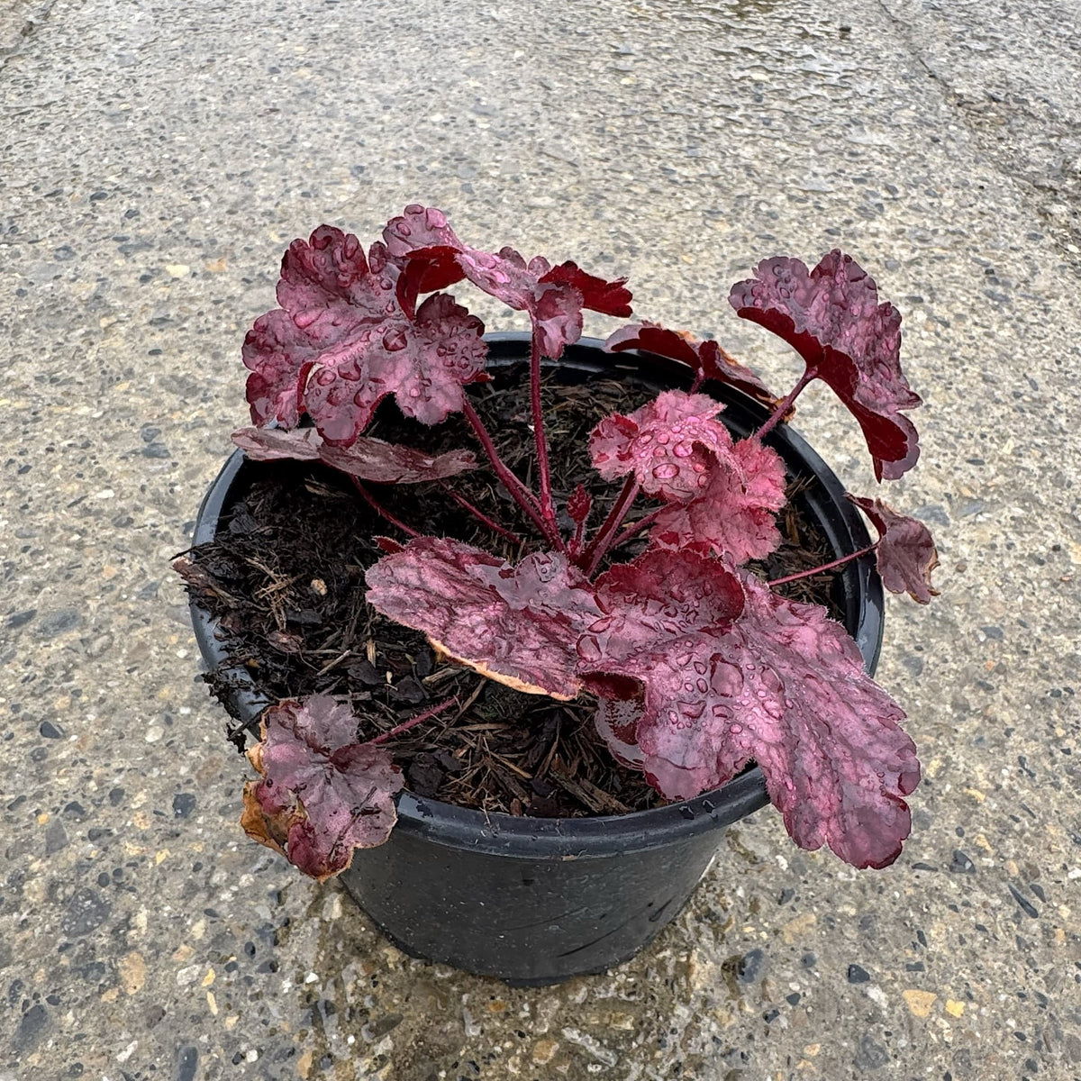 Heuchera 'Fire Chief'