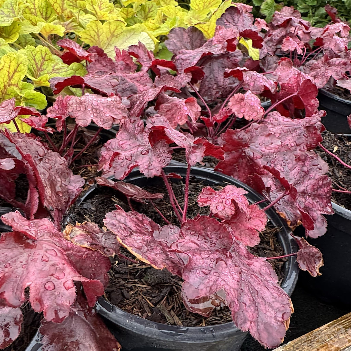 Heuchera 'Fire Chief'