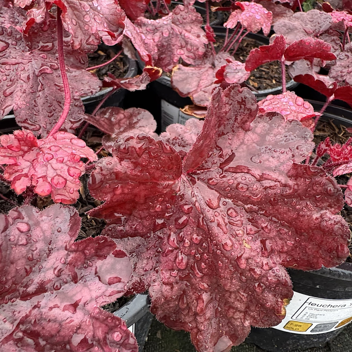 Heuchera 'Fire Chief'