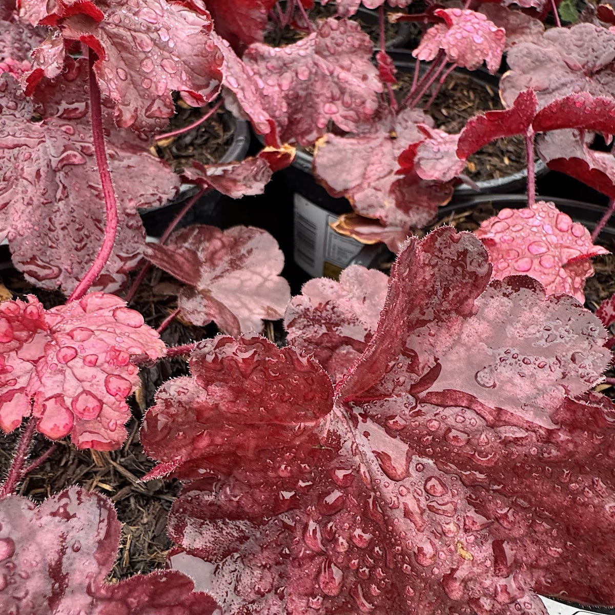 Heuchera 'Fire Chief'