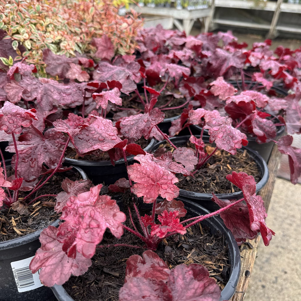 Heuchera 'Fire Chief'
