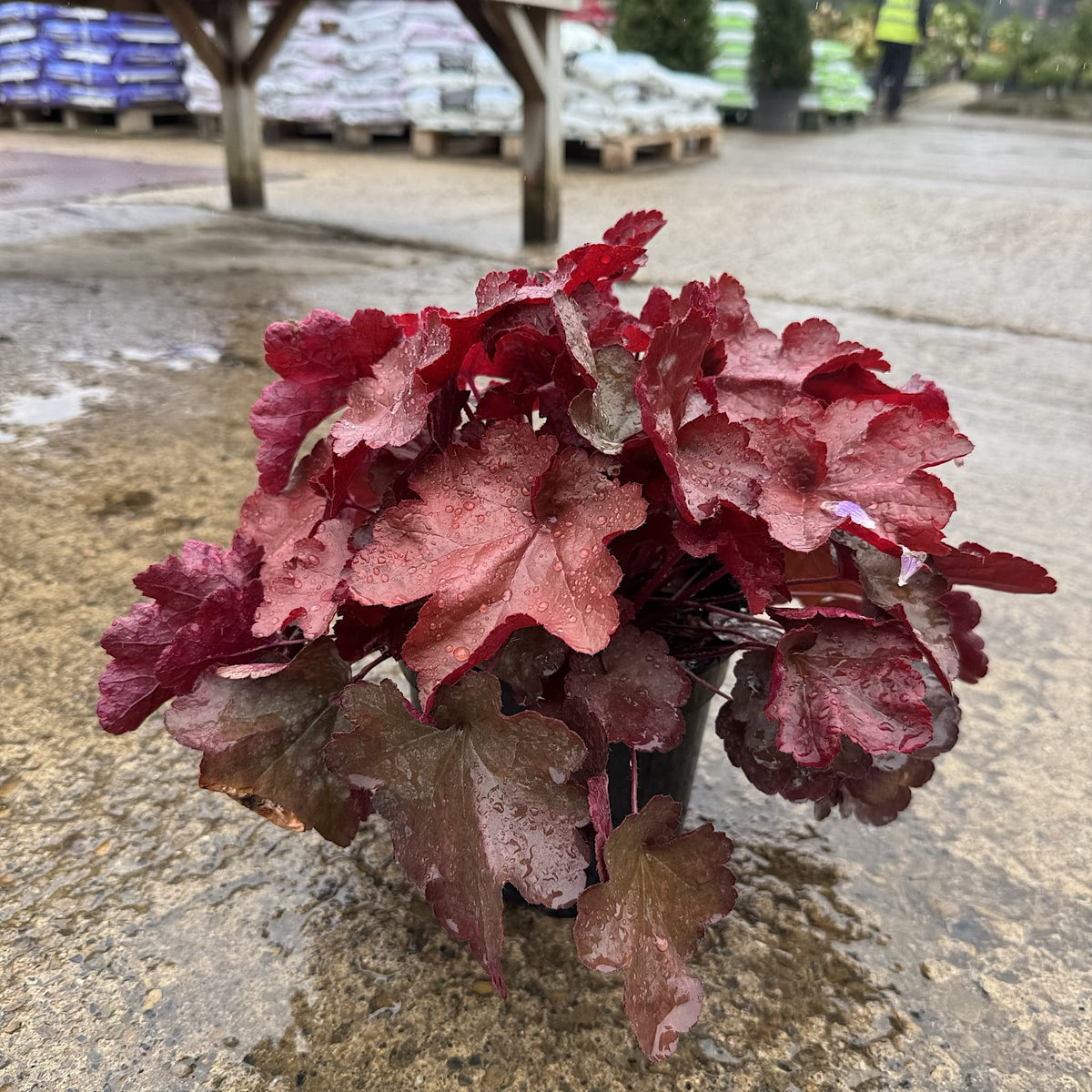 Heuchera 'World Cafe Vienna'