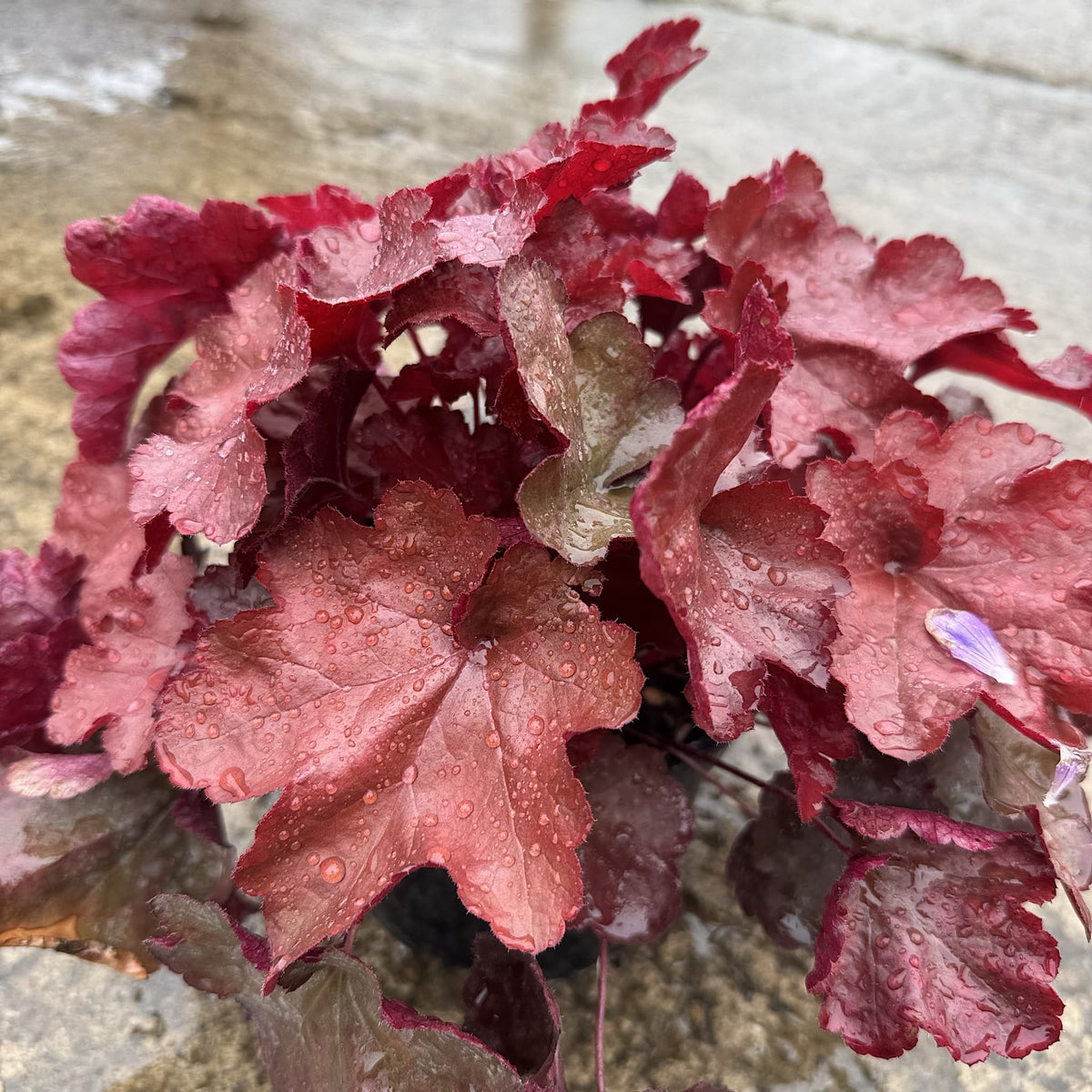 Heuchera 'World Cafe Vienna'