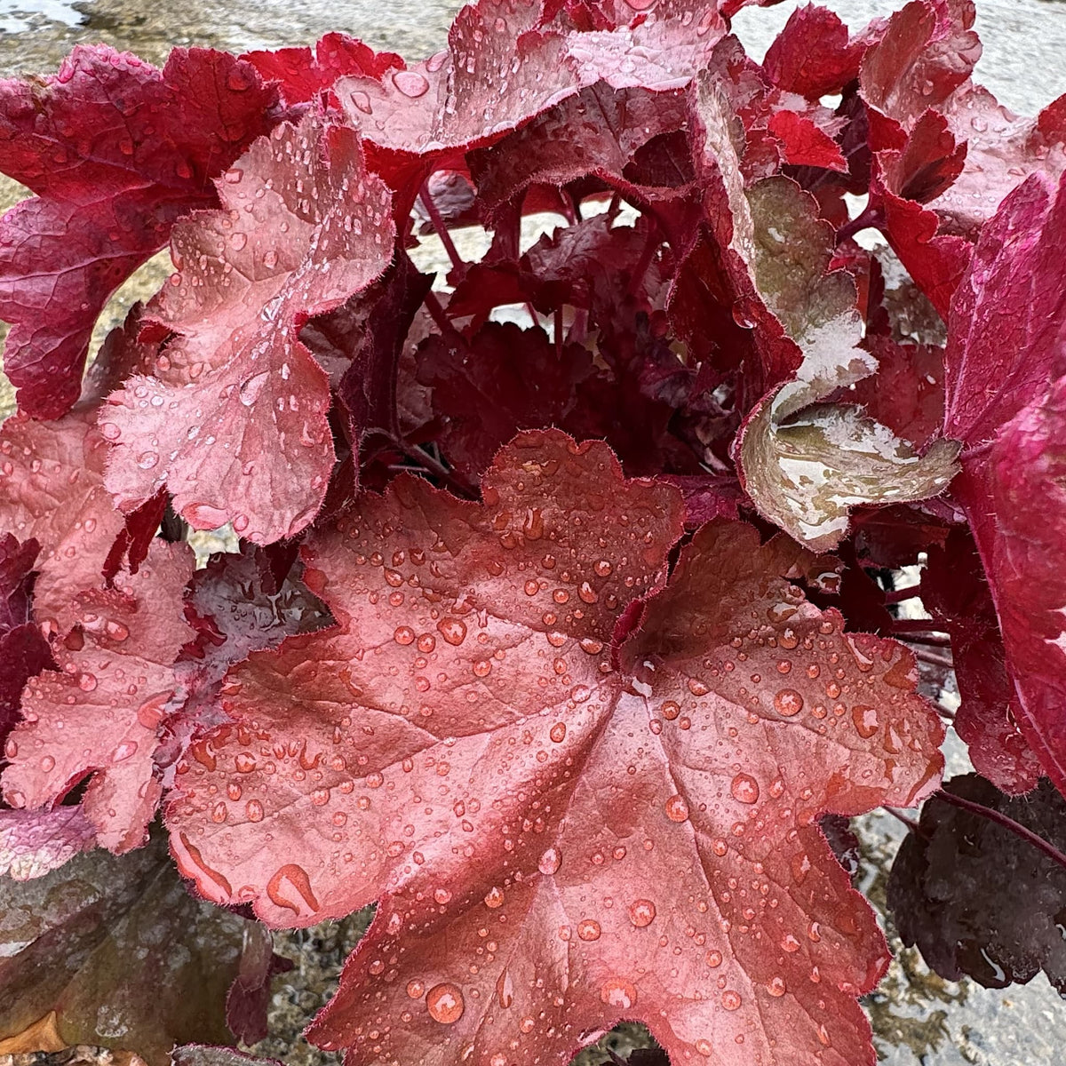 Heuchera 'World Cafe Vienna'