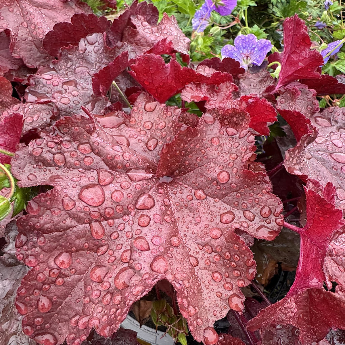 Heuchera 'World Cafe Vienna'