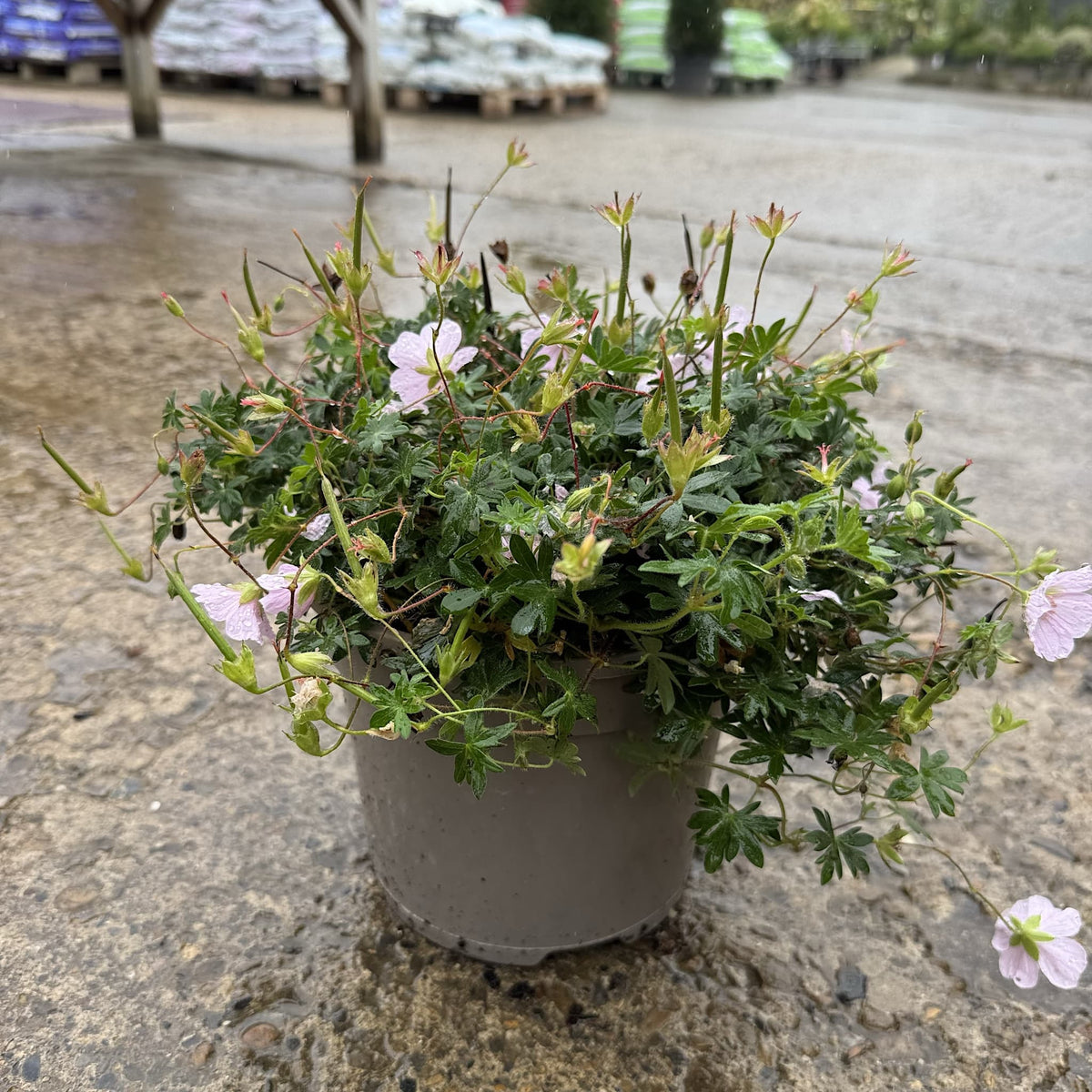 Geranium 'Pink Summer'