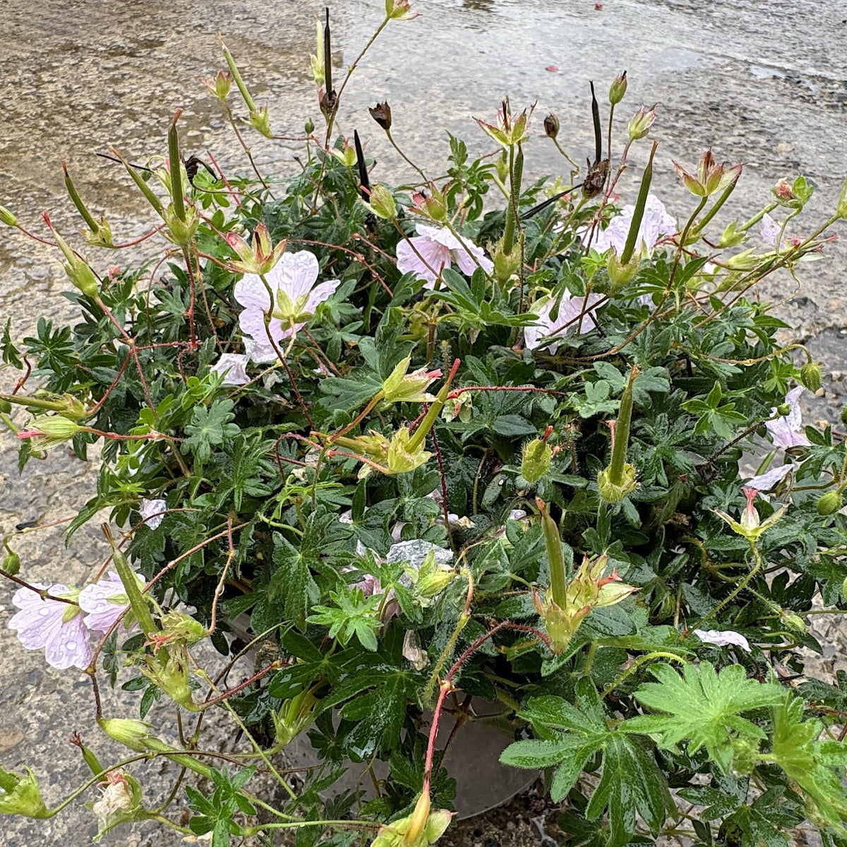 Geranium 'Pink Summer'