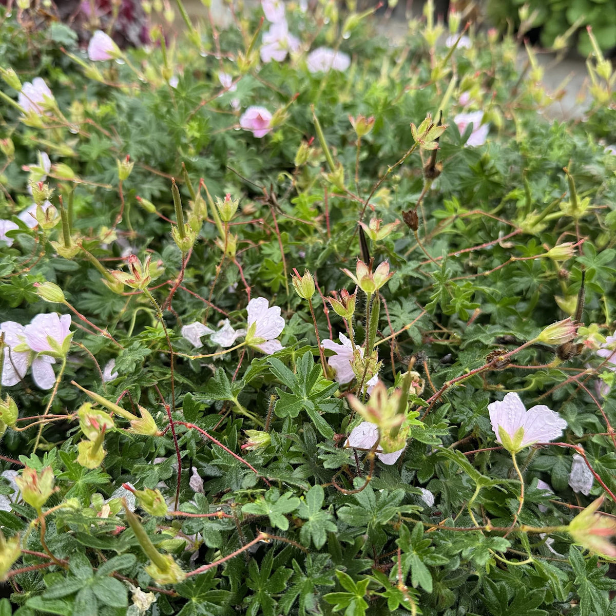 Geranium 'Pink Summer'
