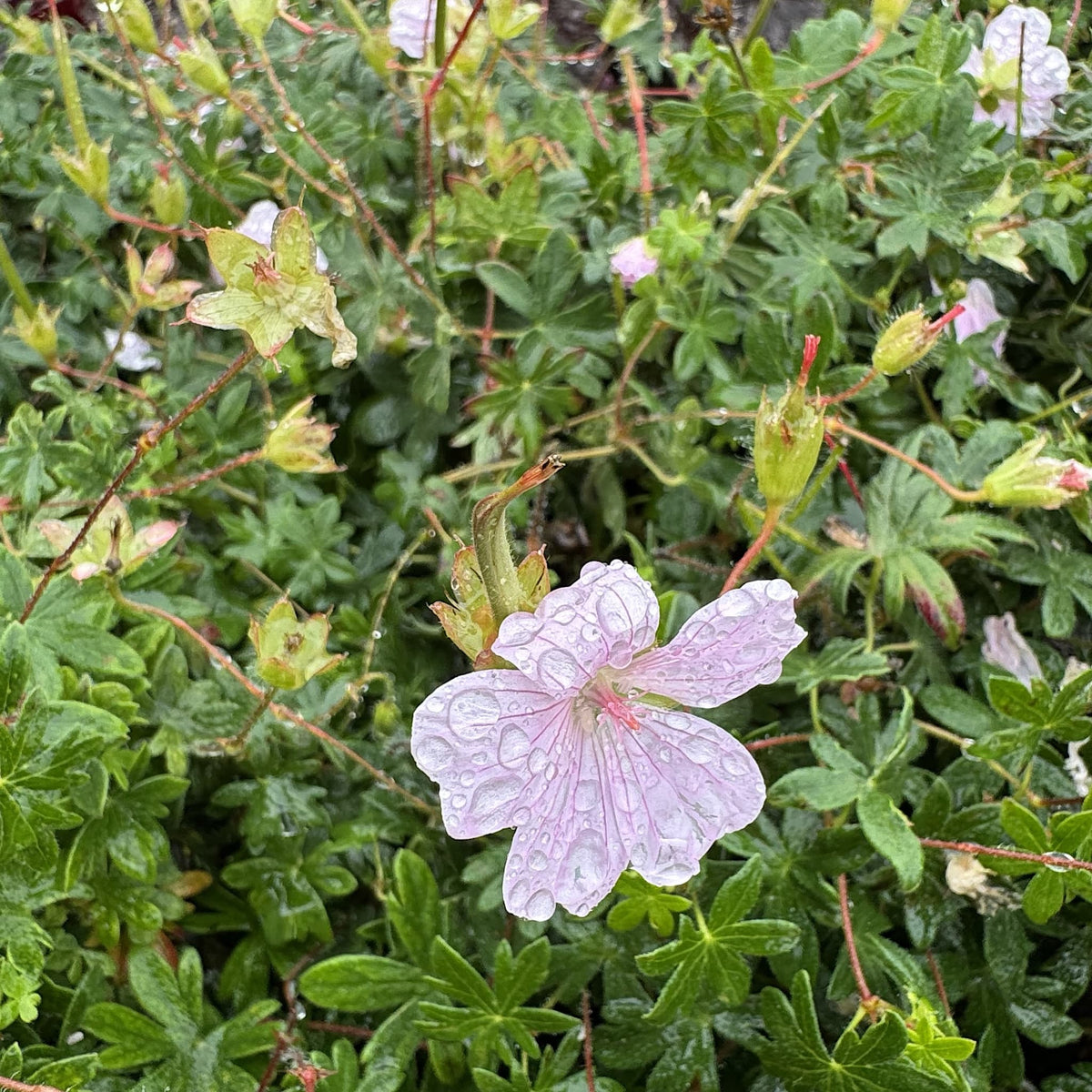 Geranium 'Pink Summer'