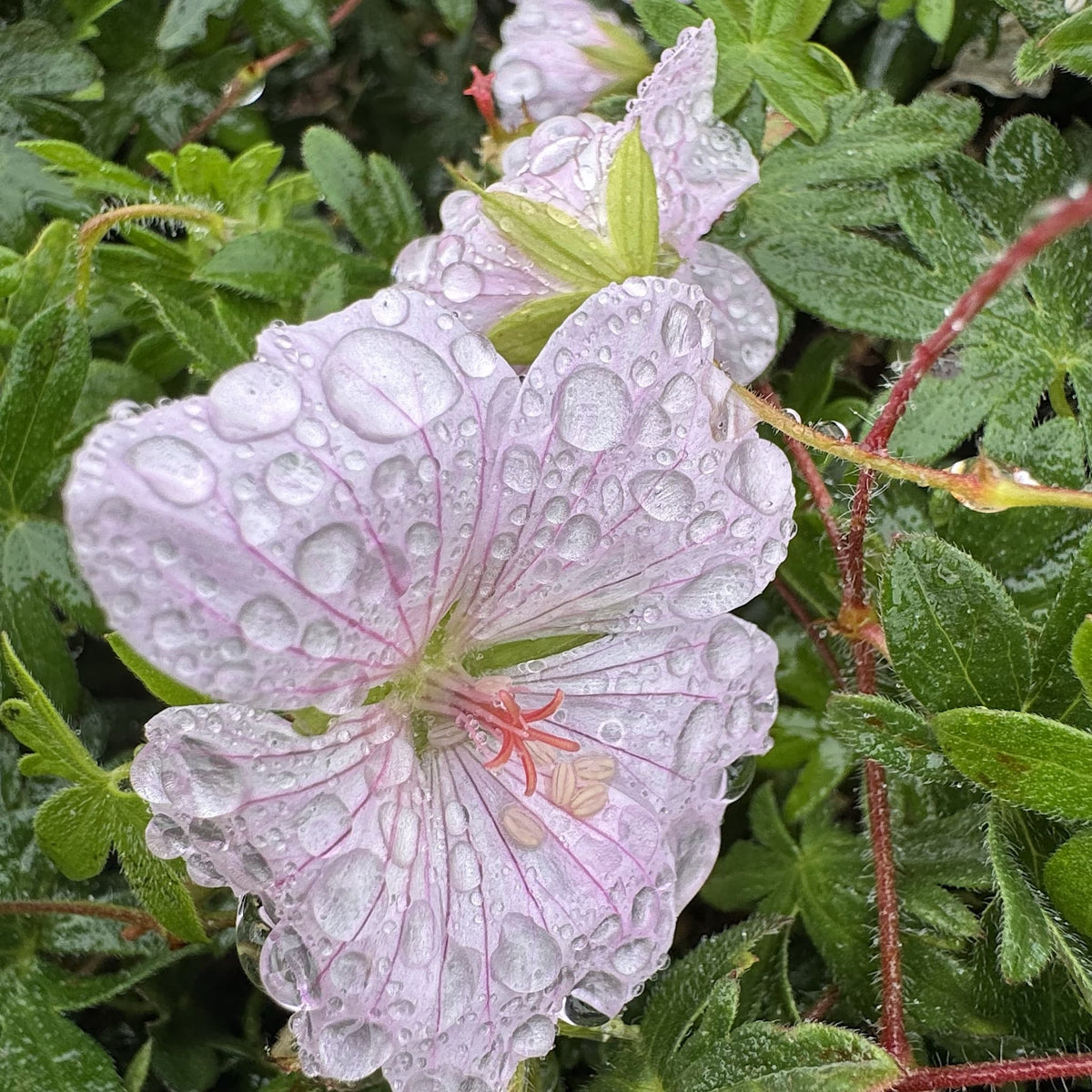Geranium 'Pink Summer'