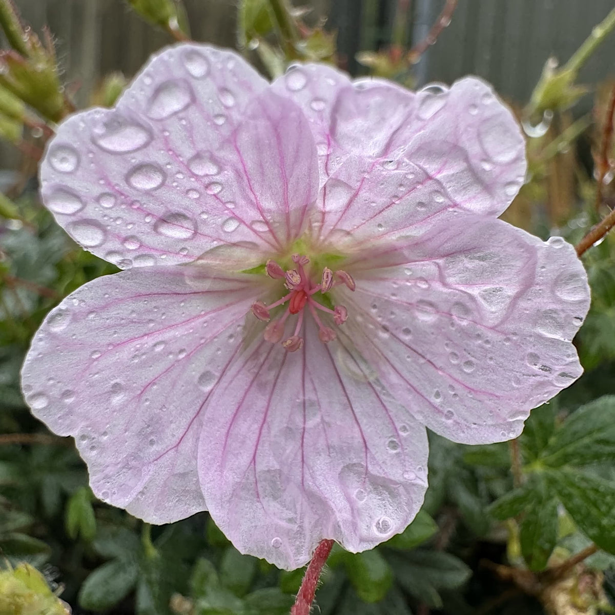 Geranium 'Pink Summer'