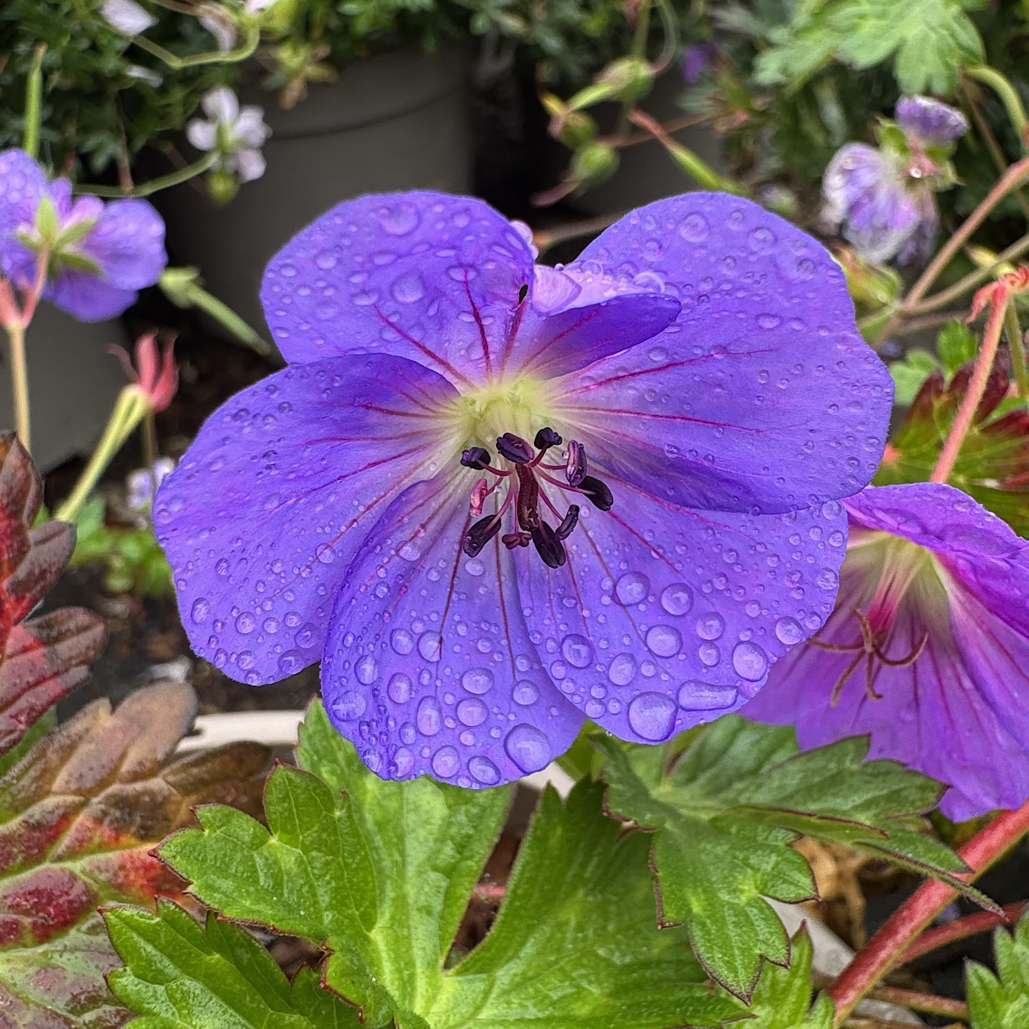 Geranium 'Rozanne'