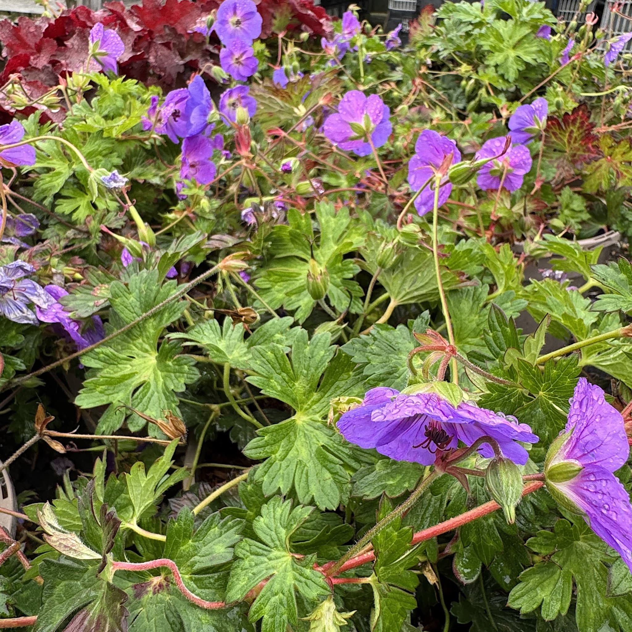 Geranium 'Rozanne'