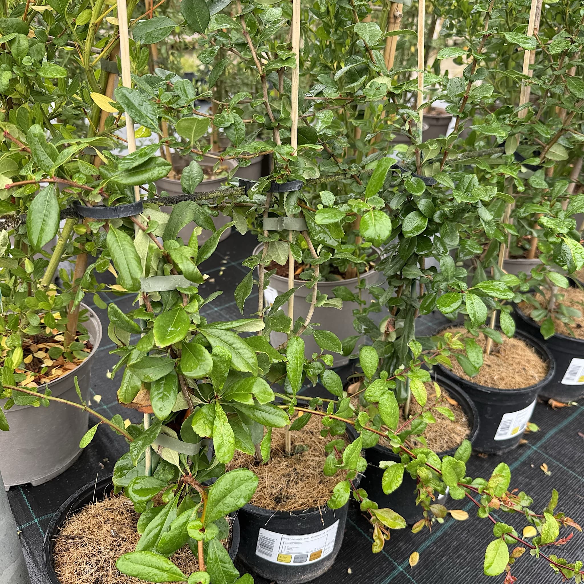 Chaenomeles superba 'Crimson & Gold'