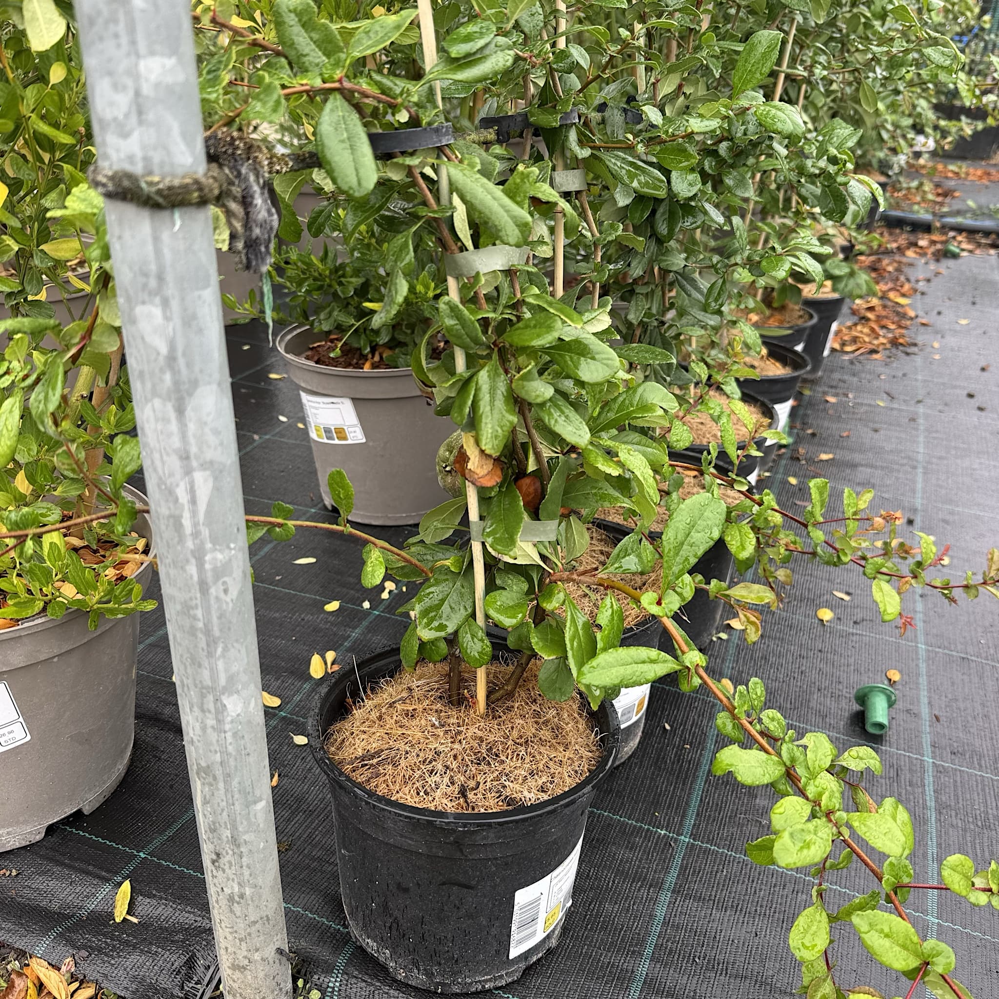 Chaenomeles superba 'Crimson & Gold'