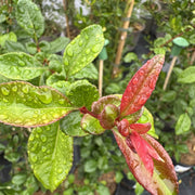 Chaenomeles superba 'Crimson & Gold'