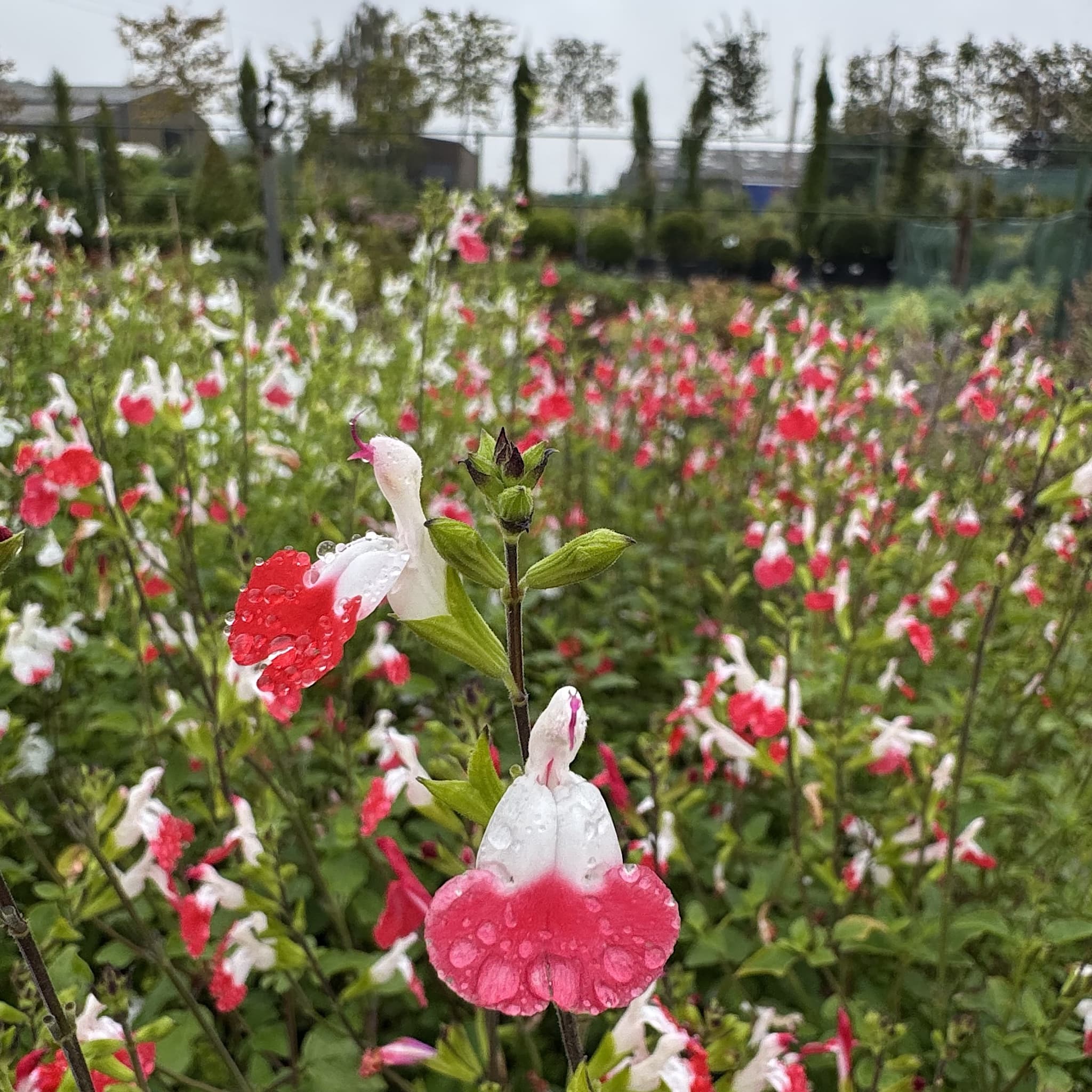 Salvia 'Hot Lips'