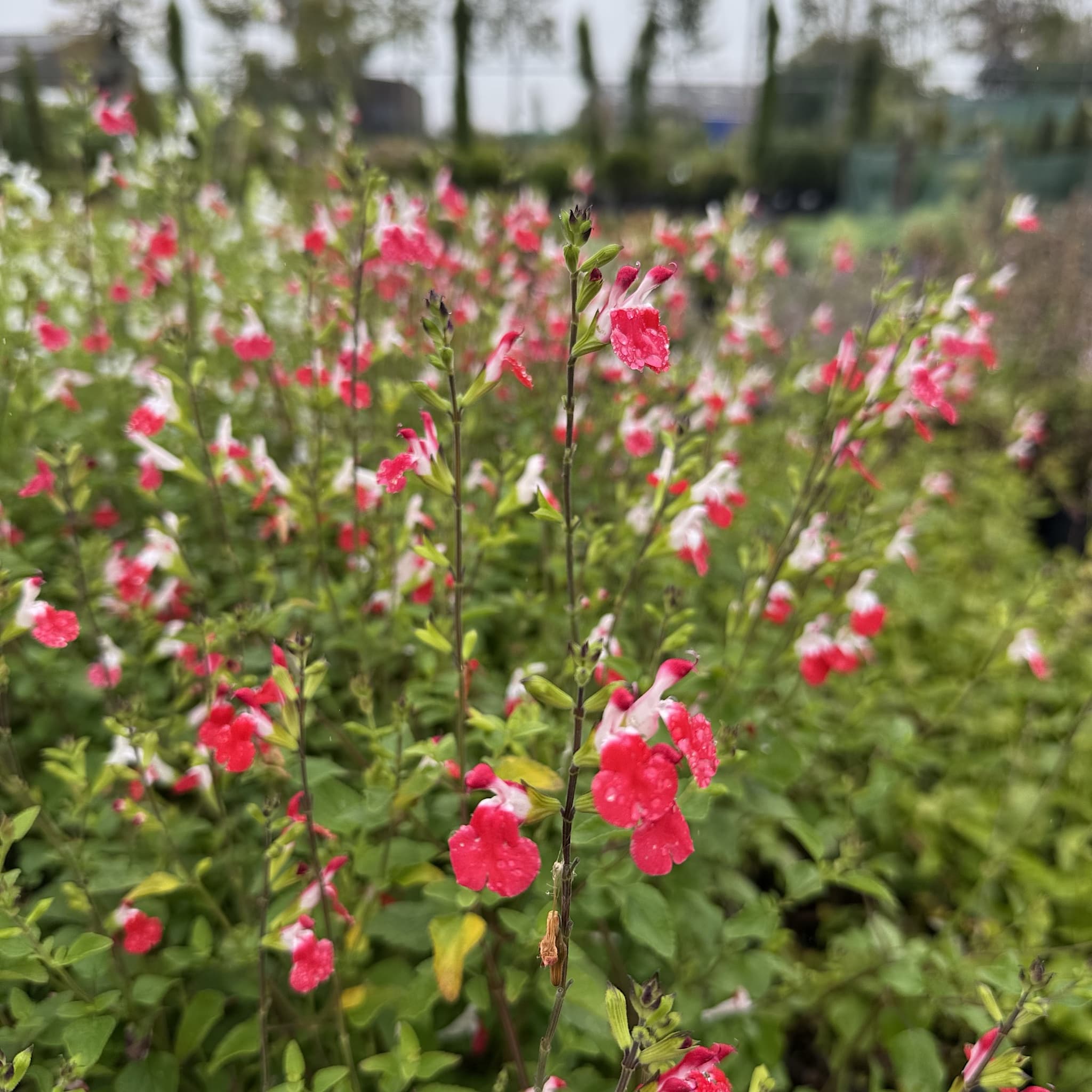 Salvia 'Hot Lips'