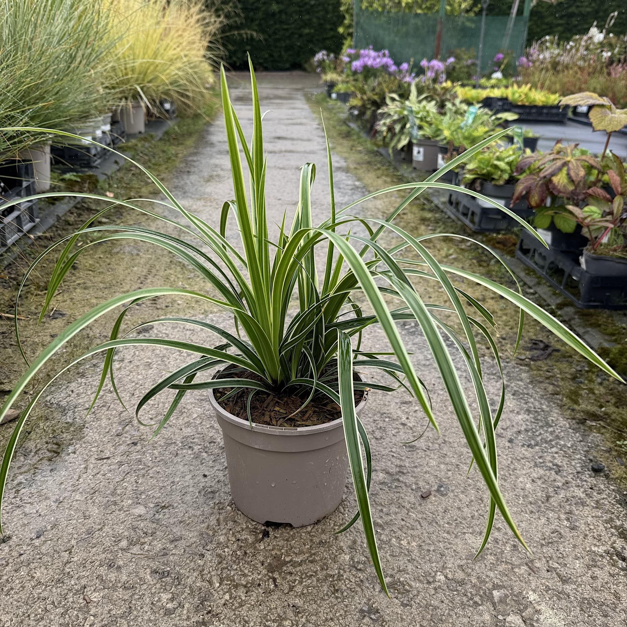 Carex ‘Ice Dance'
