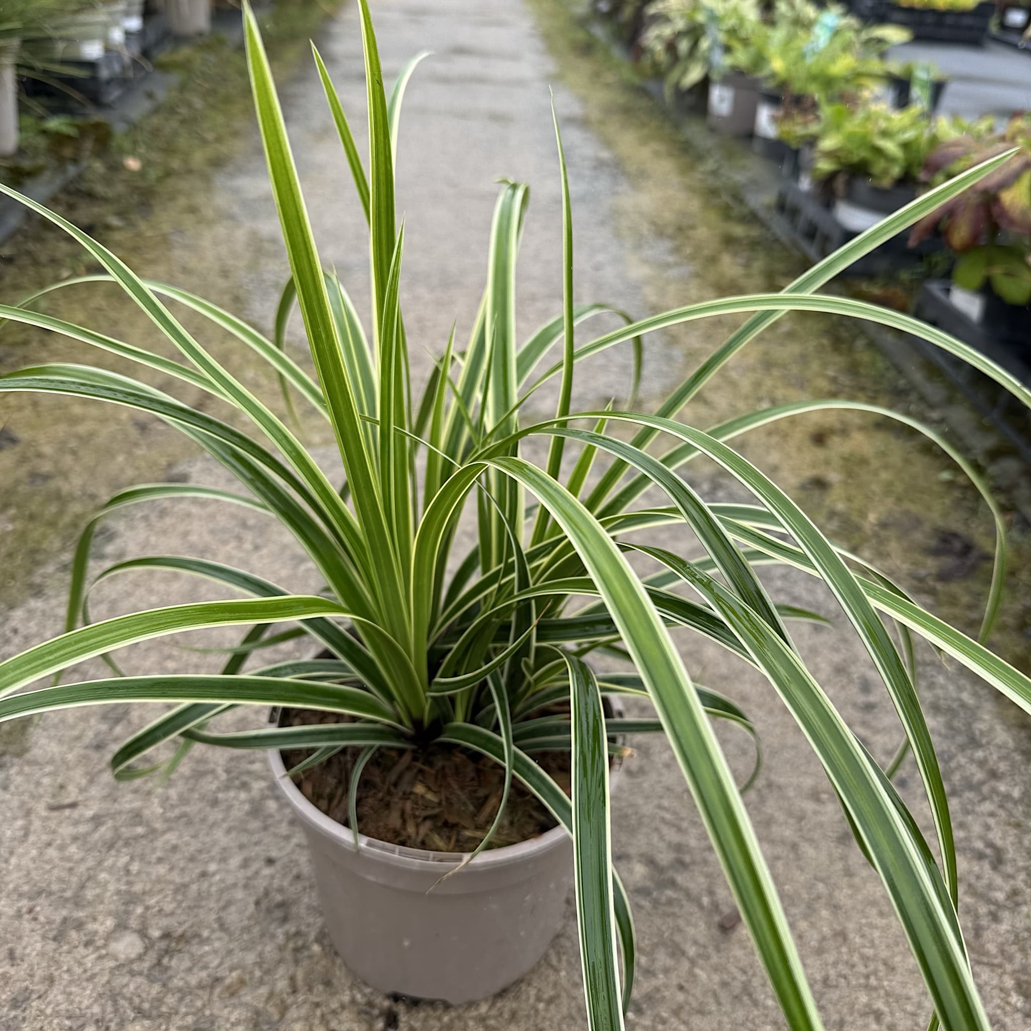 Carex ‘Ice Dance'