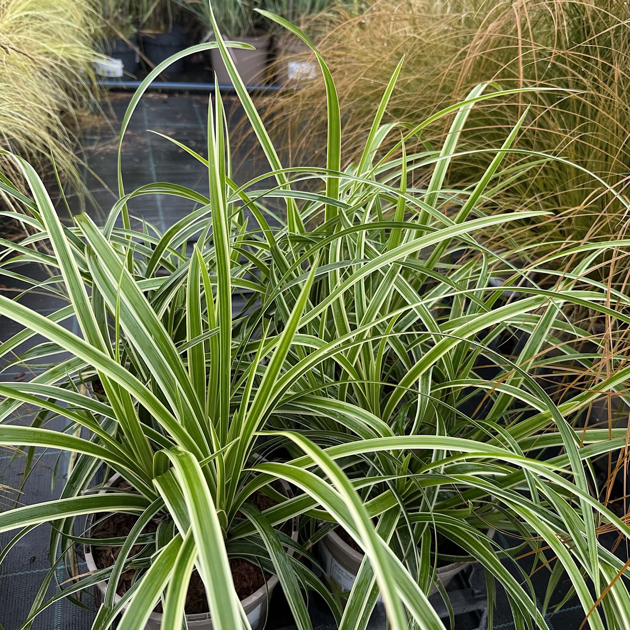 Carex ‘Ice Dance'
