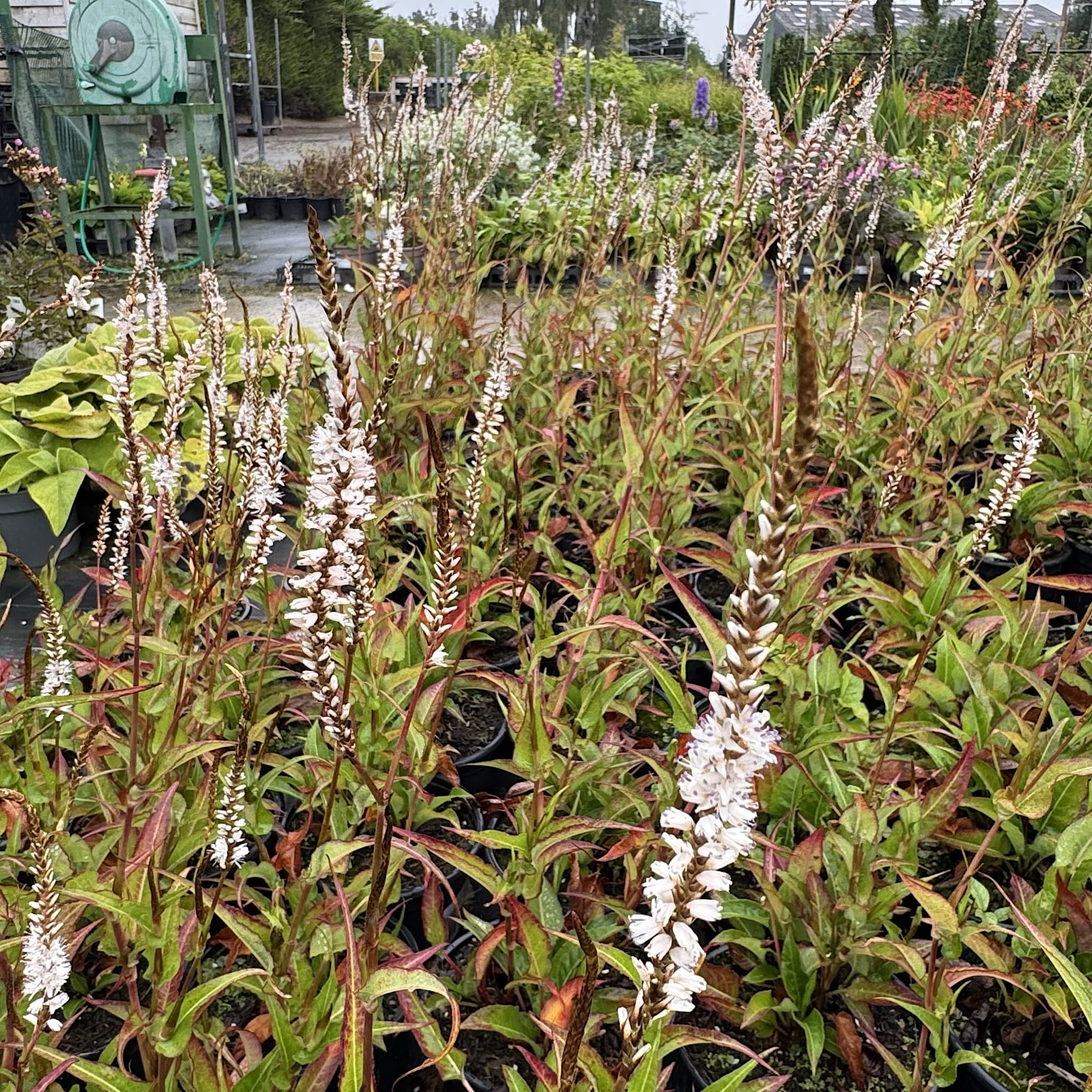 Persicaria amplexicaulis 'White Eastfield'