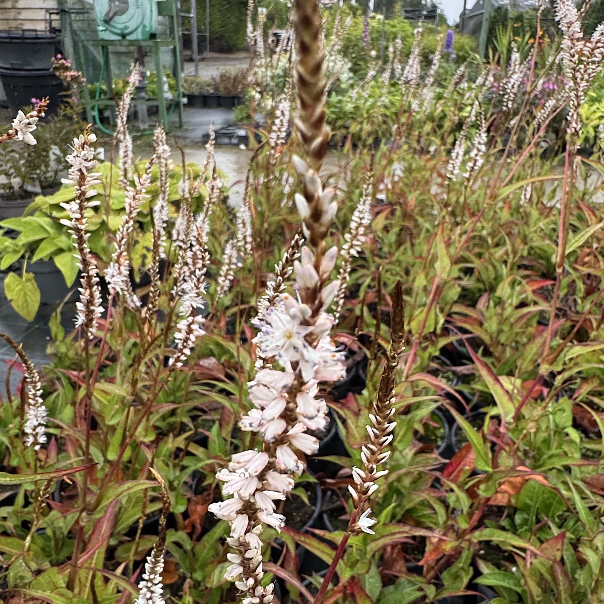 Persicaria amplexicaulis 'White Eastfield'