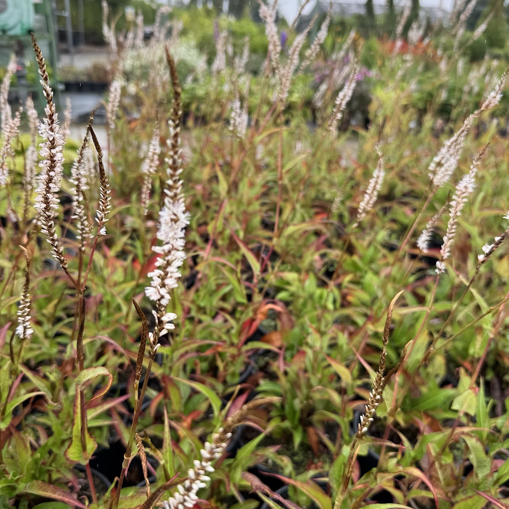 Persicaria amplexicaulis 'White Eastfield'