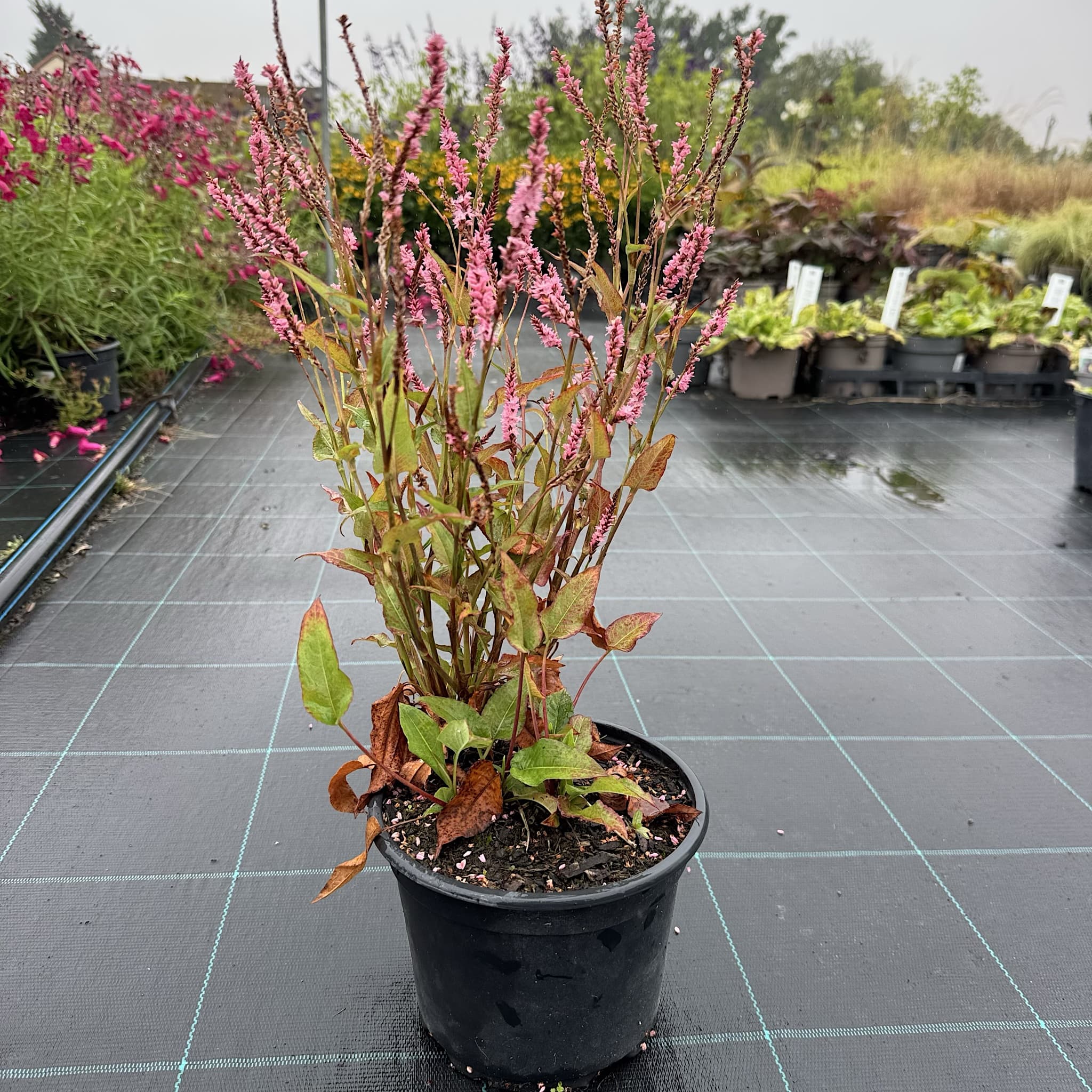Persicaria amplexicaulis 'Pink Elephant'