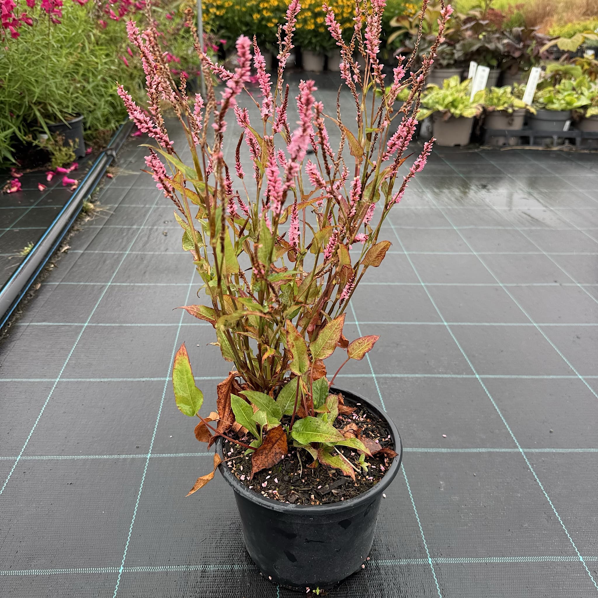Persicaria amplexicaulis 'Pink Elephant'
