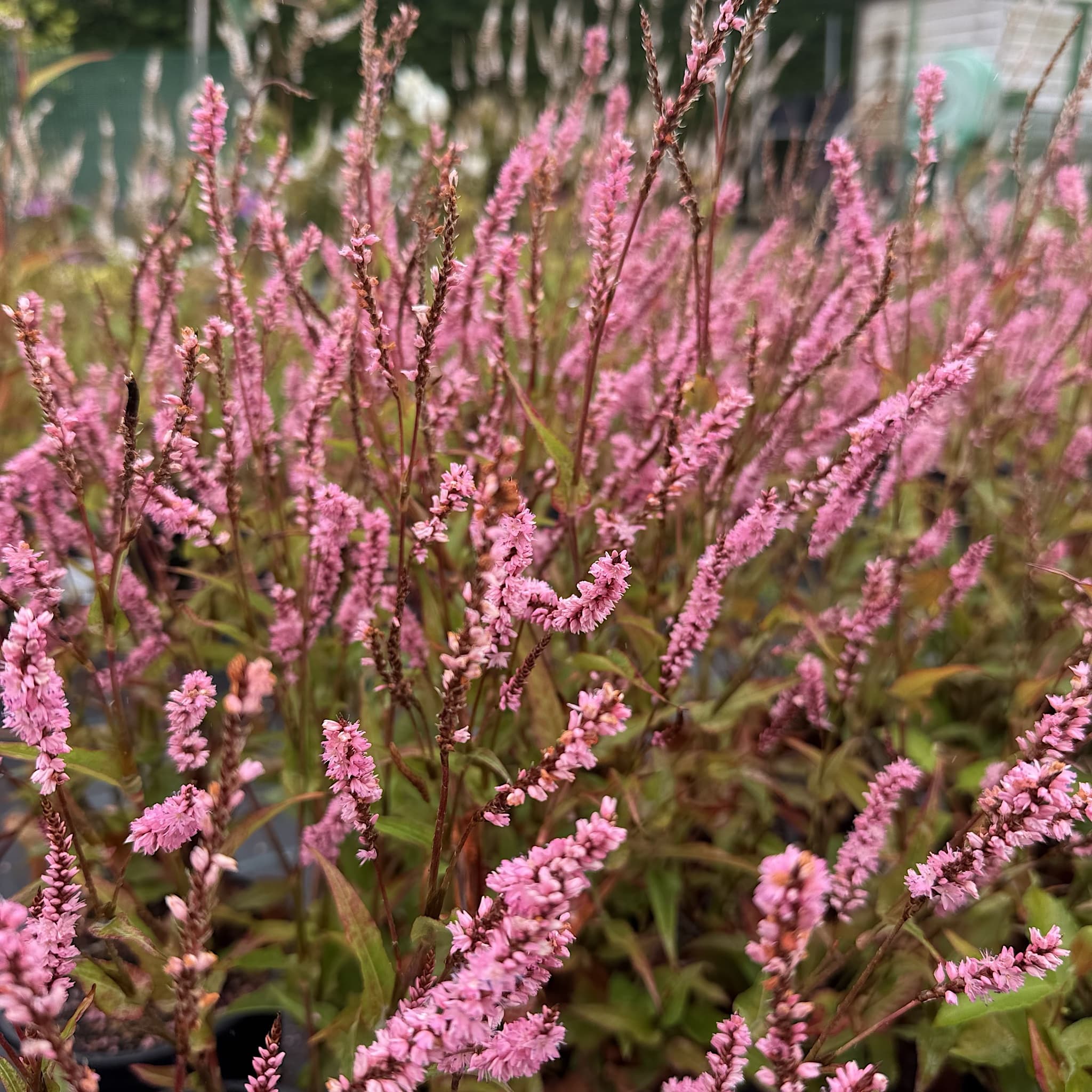 Persicaria amplexicaulis 'Pink Elephant'