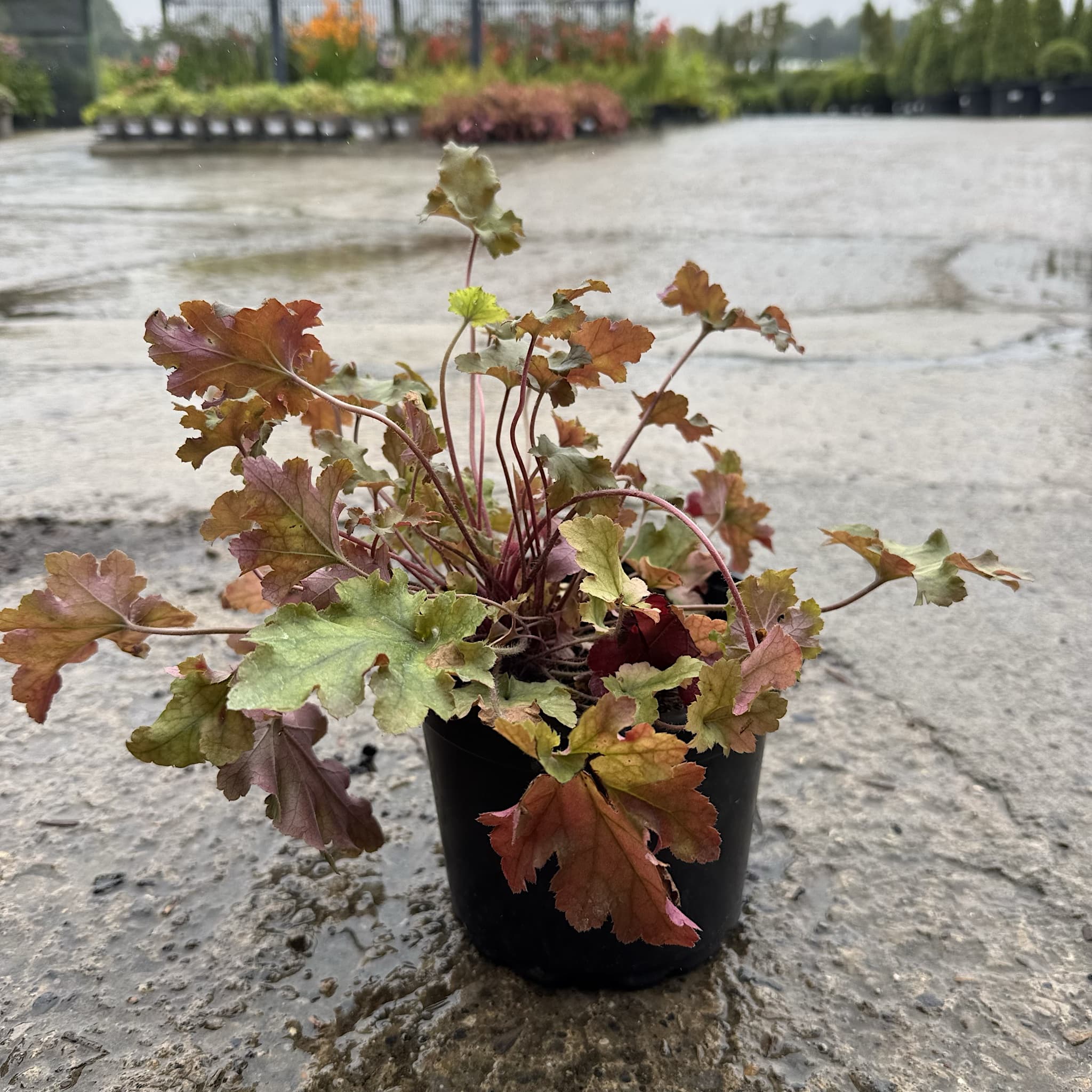 Heuchera 'Marmalade'