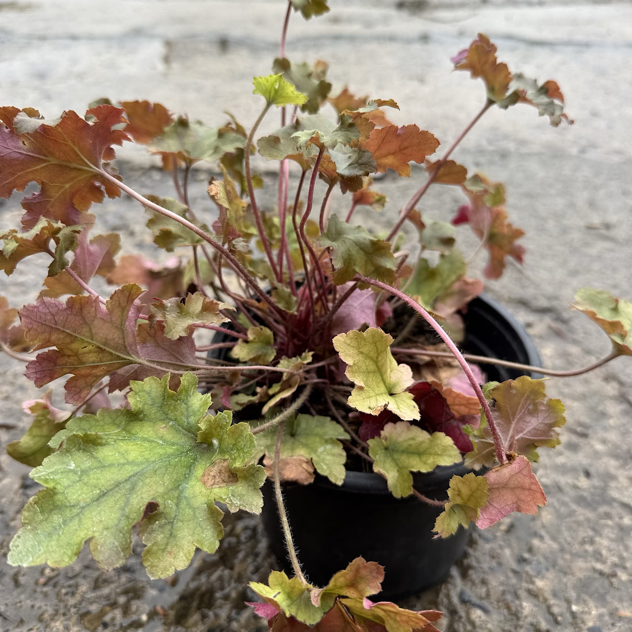 Heuchera 'Marmalade'