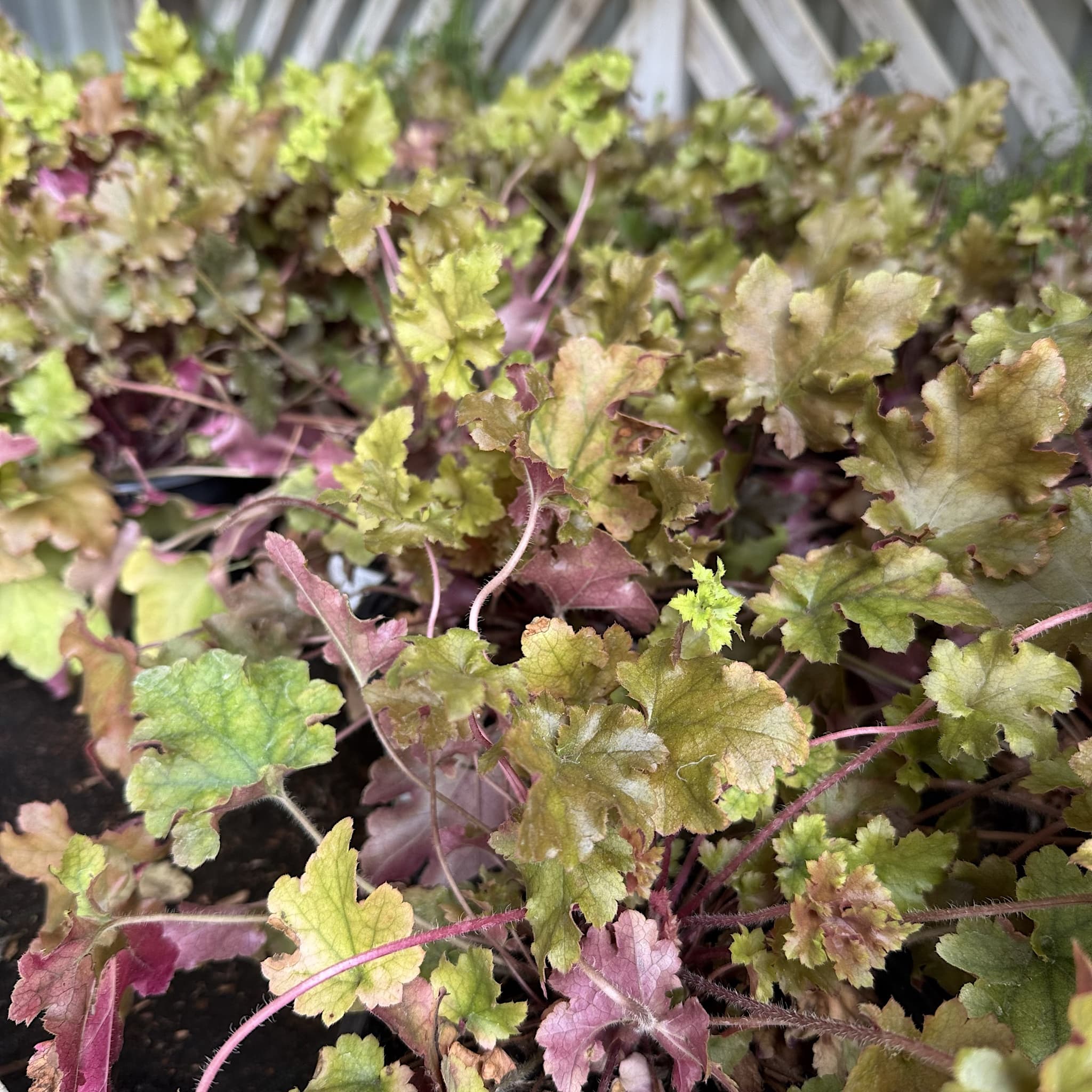 Heuchera 'Marmalade'